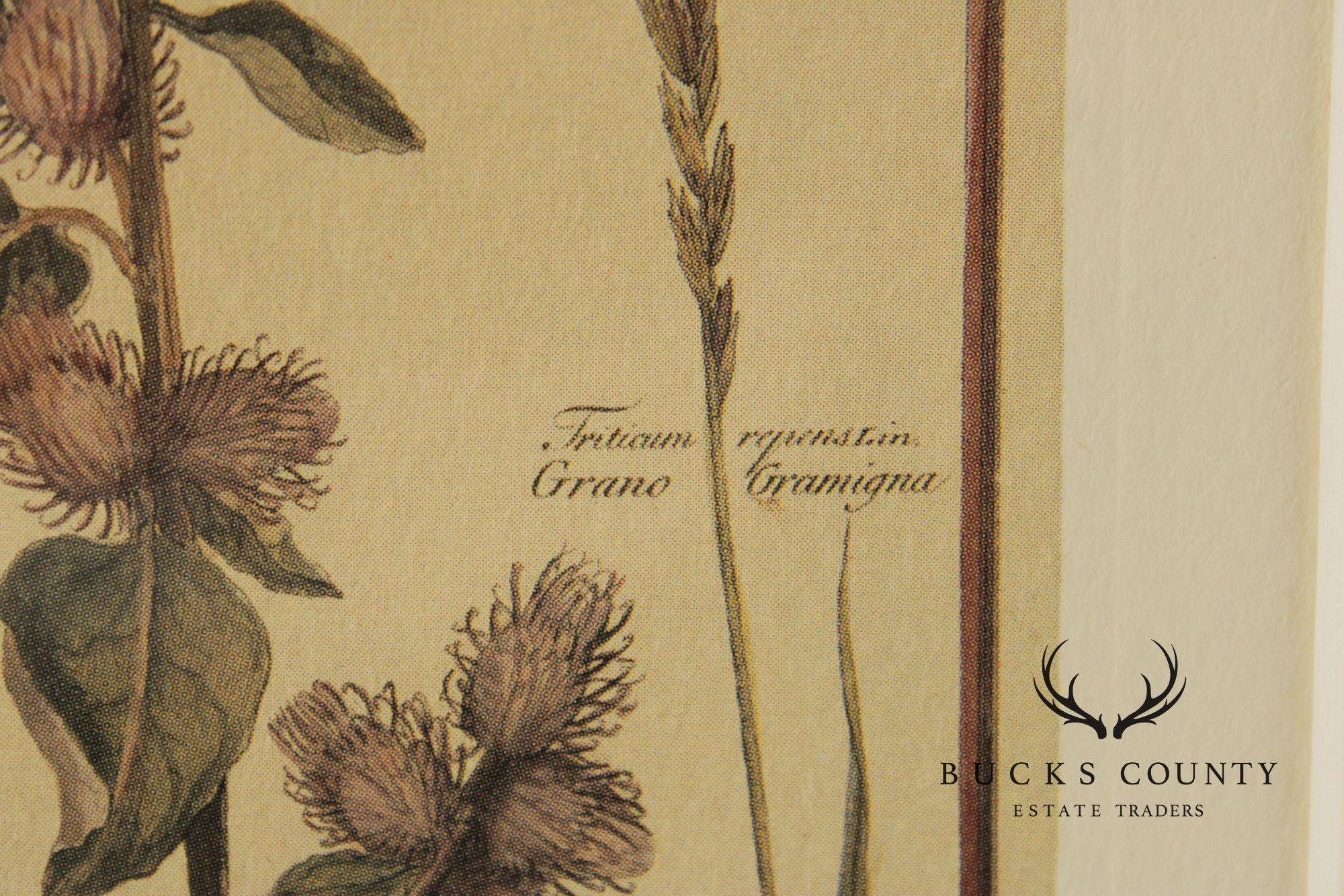 Set of Four Framed Decorative Botanical Prints