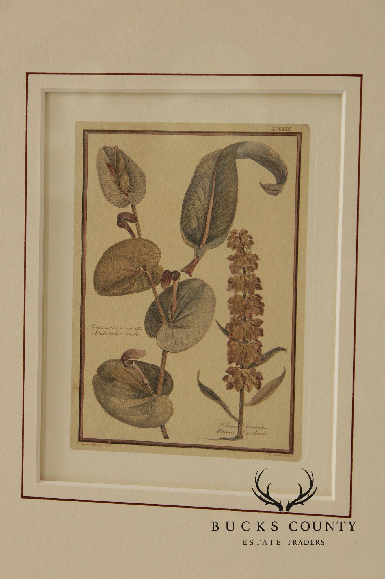 Set of Four Framed Decorative Botanical Prints