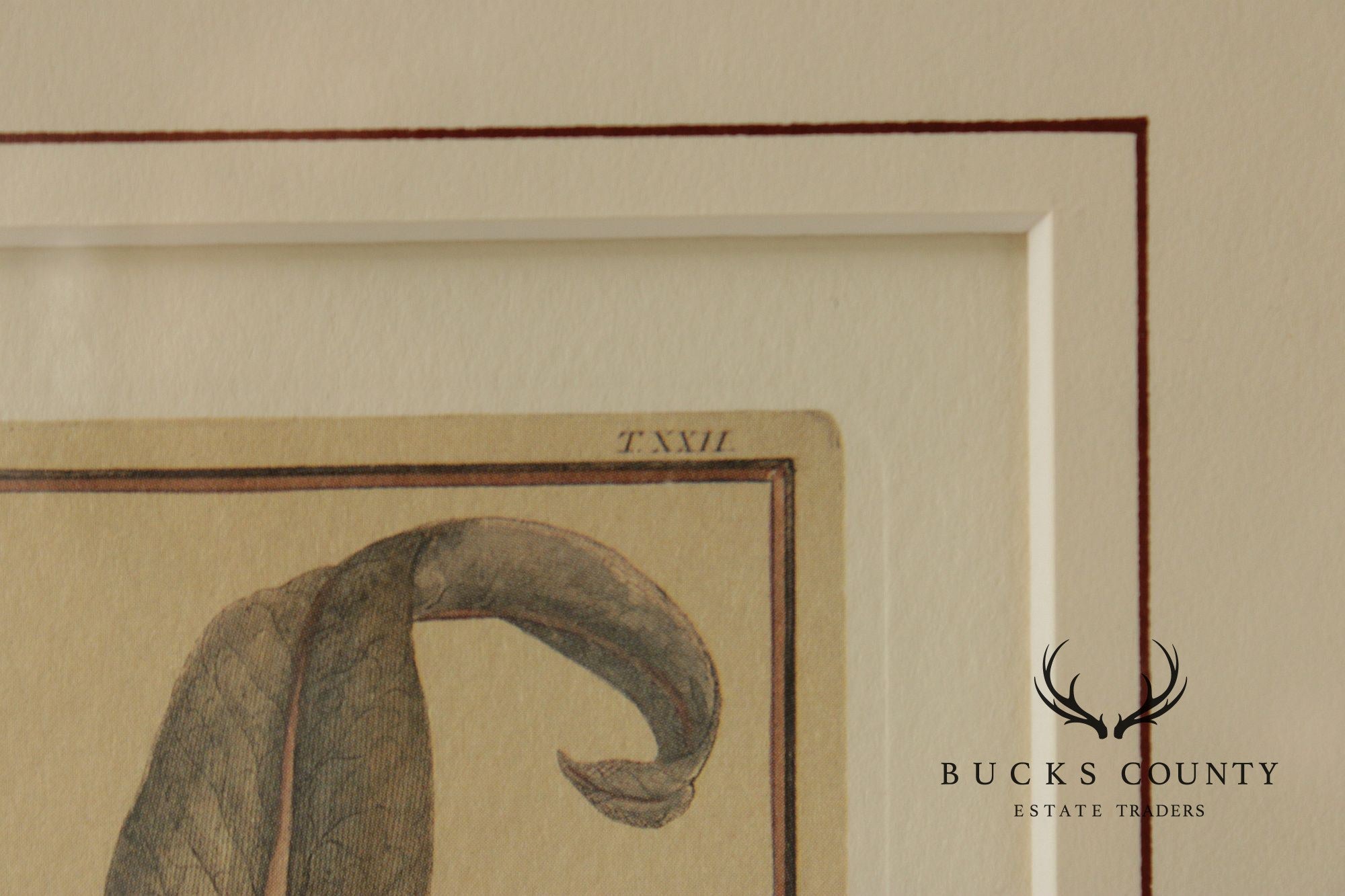 Set of Four Framed Decorative Botanical Prints