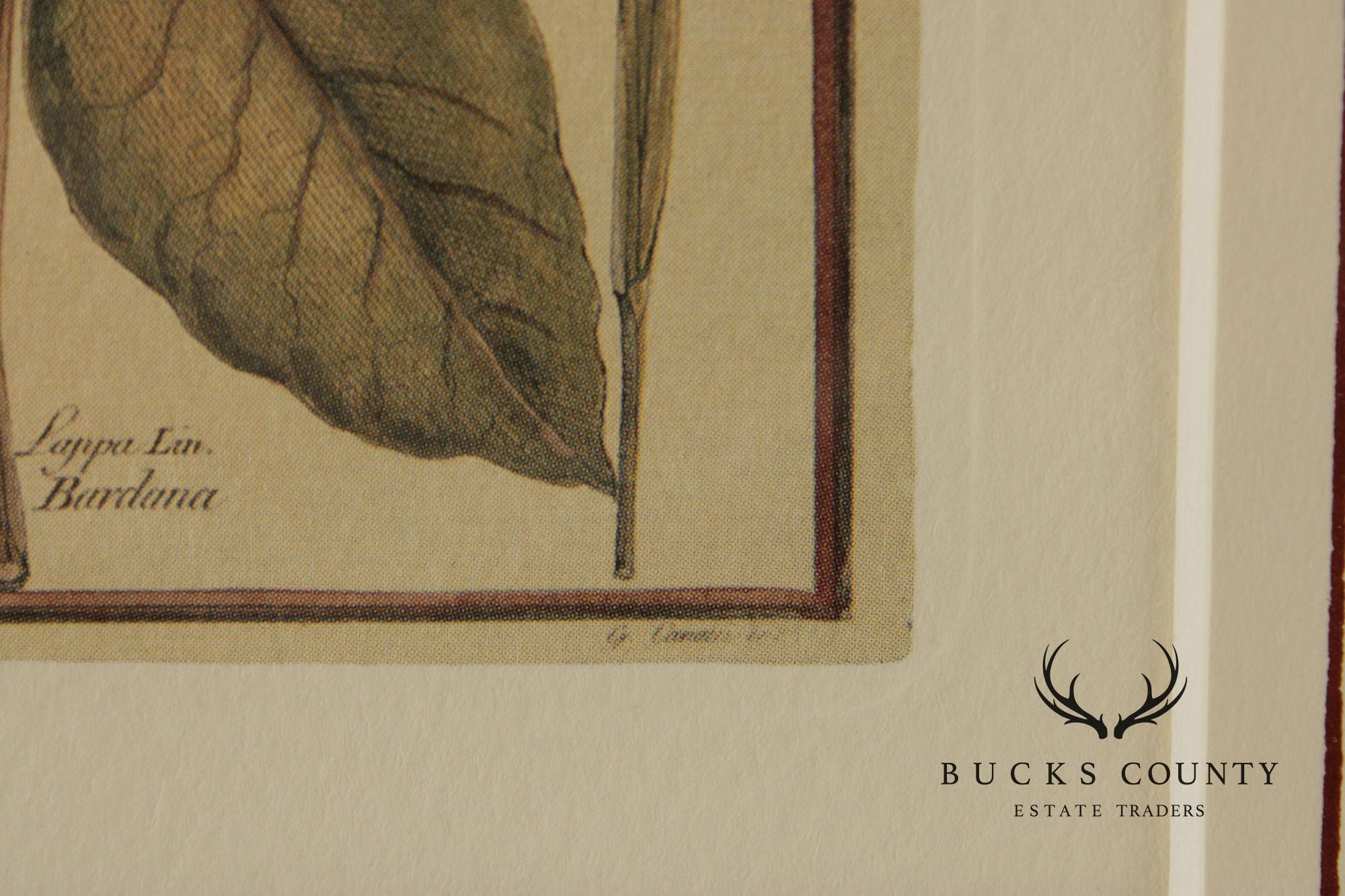 Set of Four Framed Decorative Botanical Prints