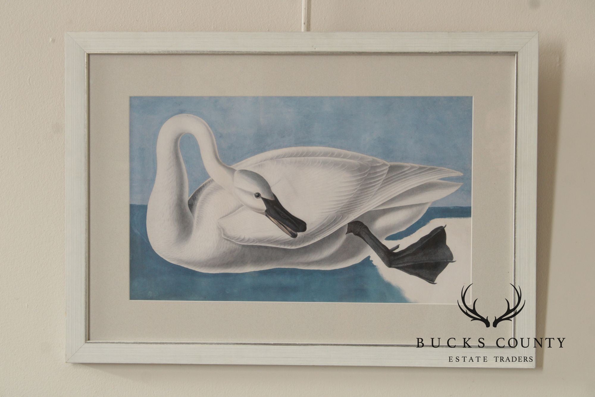 John James Audubon Ornithological Print, 'Trumpeter Swan'