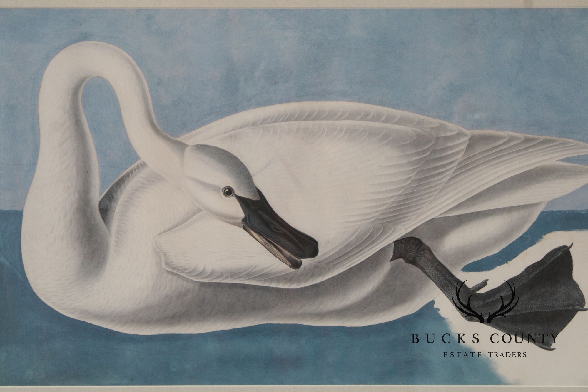 John James Audubon Ornithological Print, 'Trumpeter Swan'