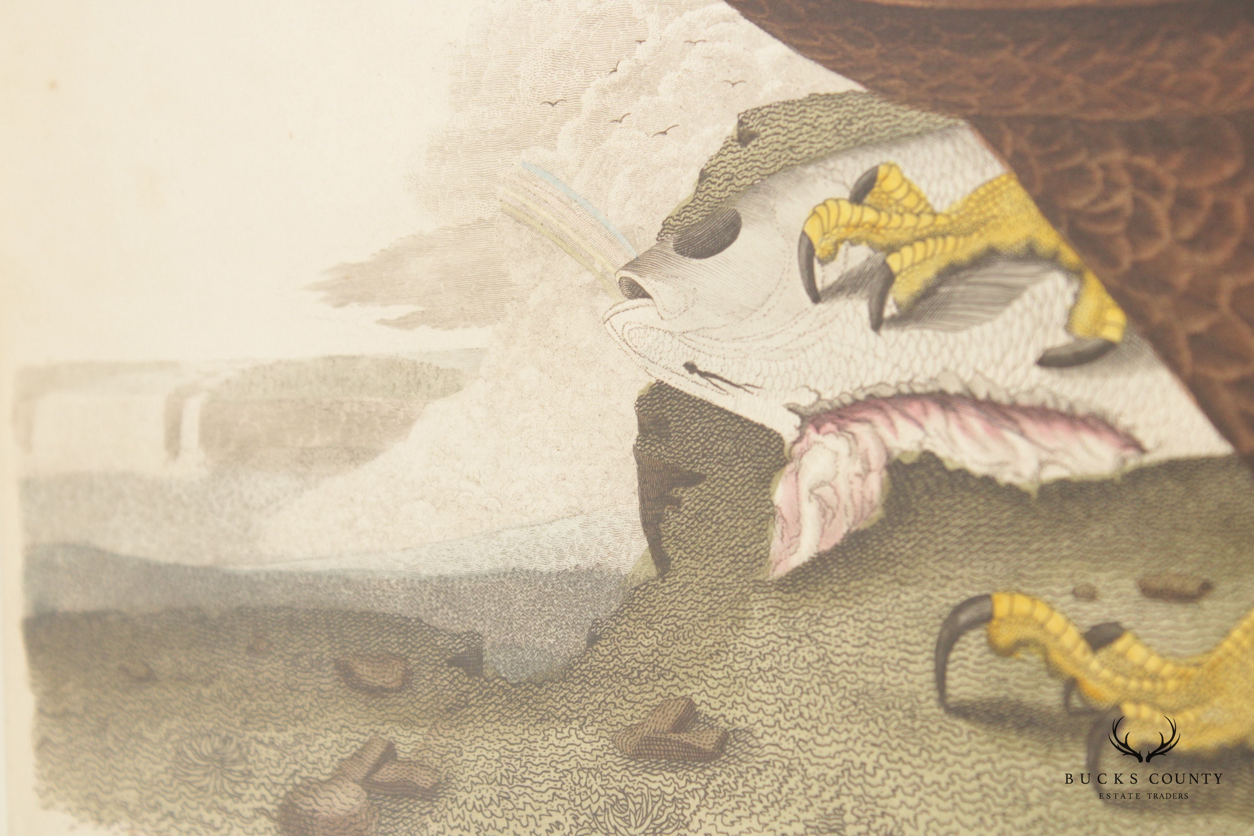 Alexander Lawson 'White-Headed Eagle' Hand Colored Engraving