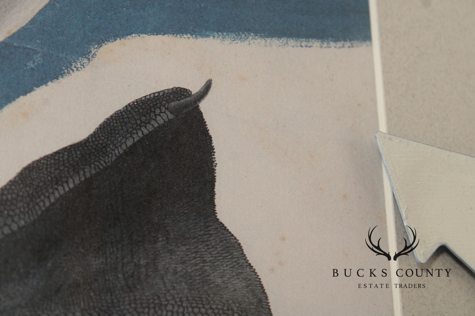 John James Audubon Ornithological Print, 'Trumpeter Swan'