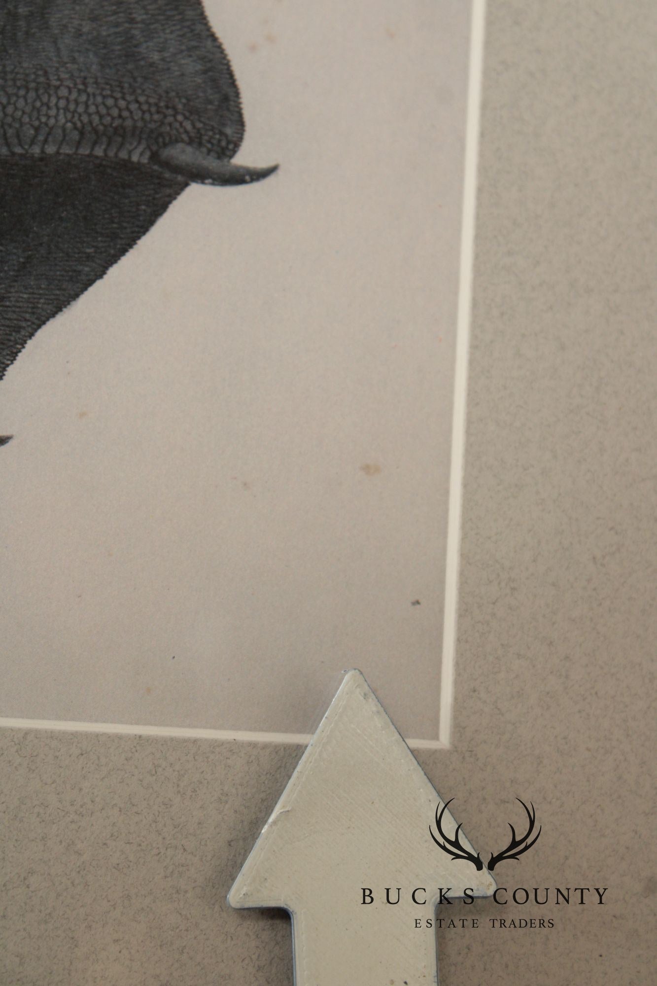 John James Audubon Ornithological Print, 'Trumpeter Swan'