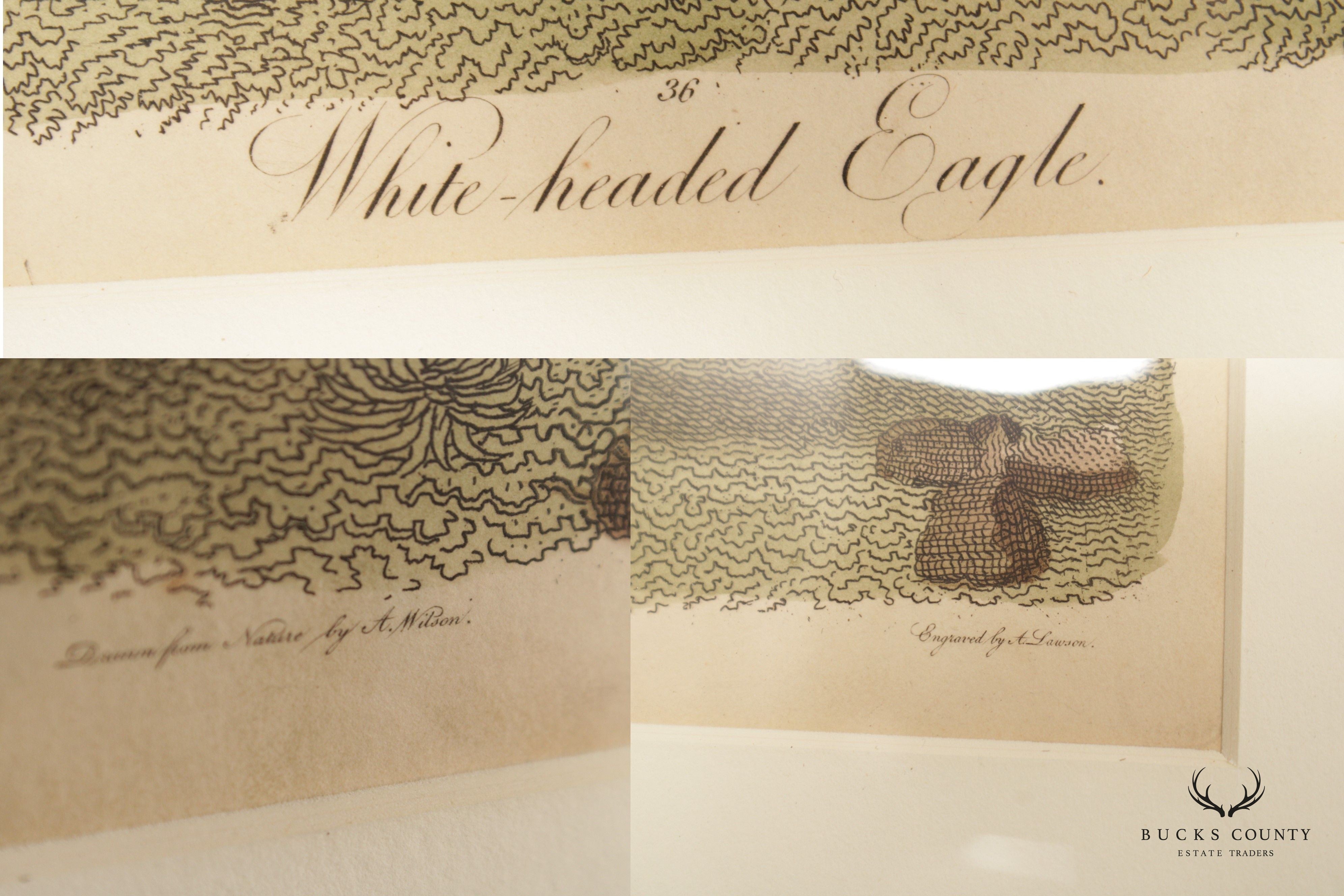 Alexander Lawson 'White-Headed Eagle' Hand Colored Engraving