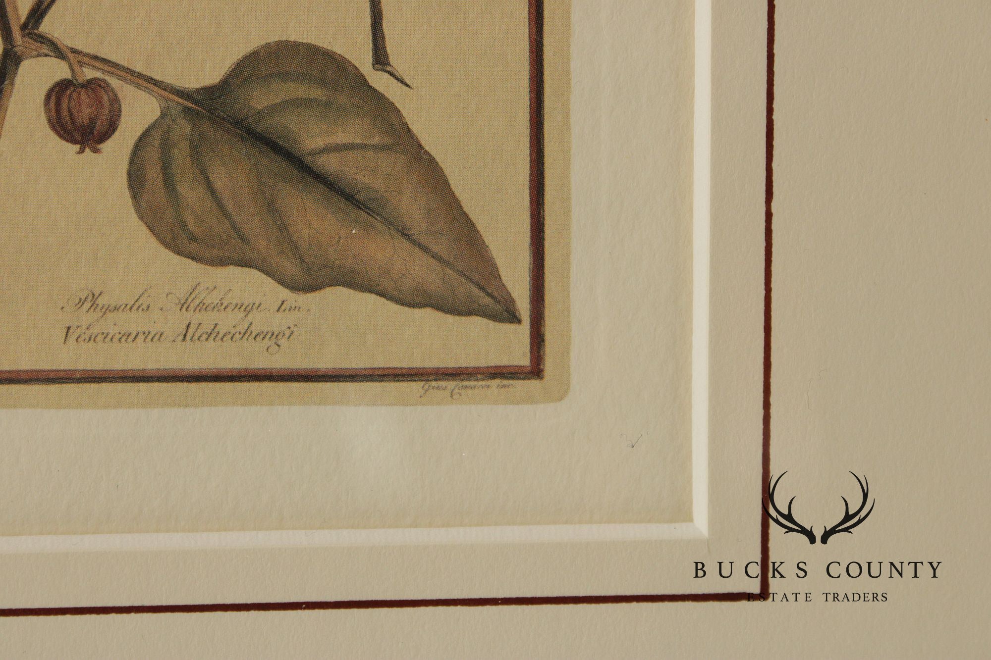 Set of Four Framed Decorative Botanical Prints