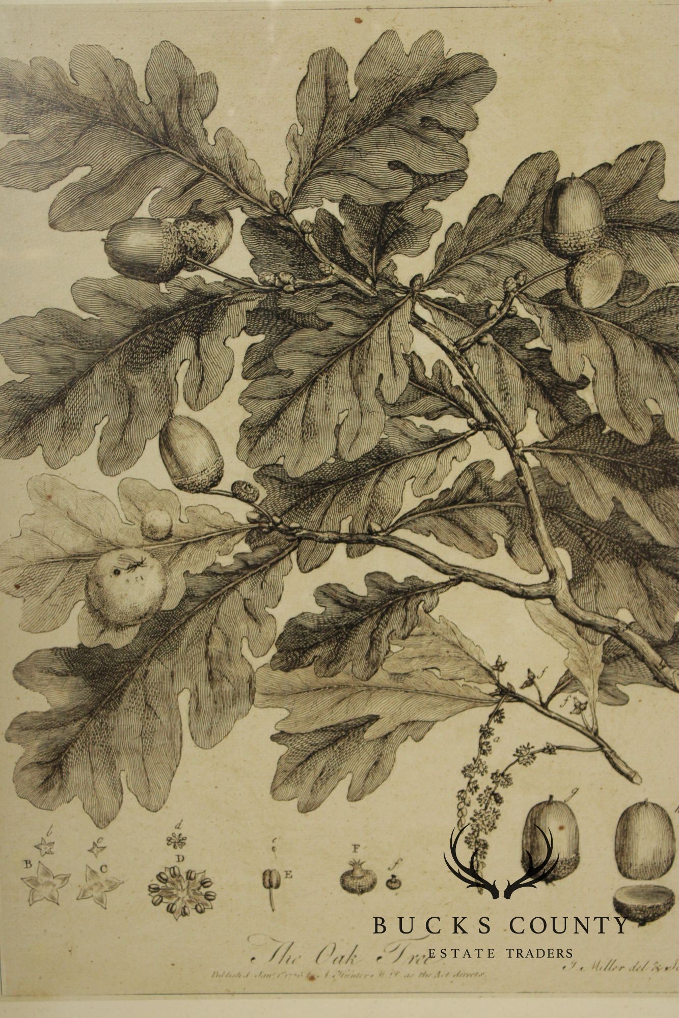 Pair of Botanical Prints, 'The Chestnut Tree' and 'The Oak Tree'
