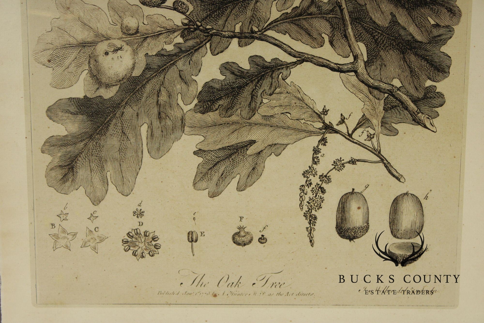 Pair of Botanical Prints, 'The Chestnut Tree' and 'The Oak Tree'