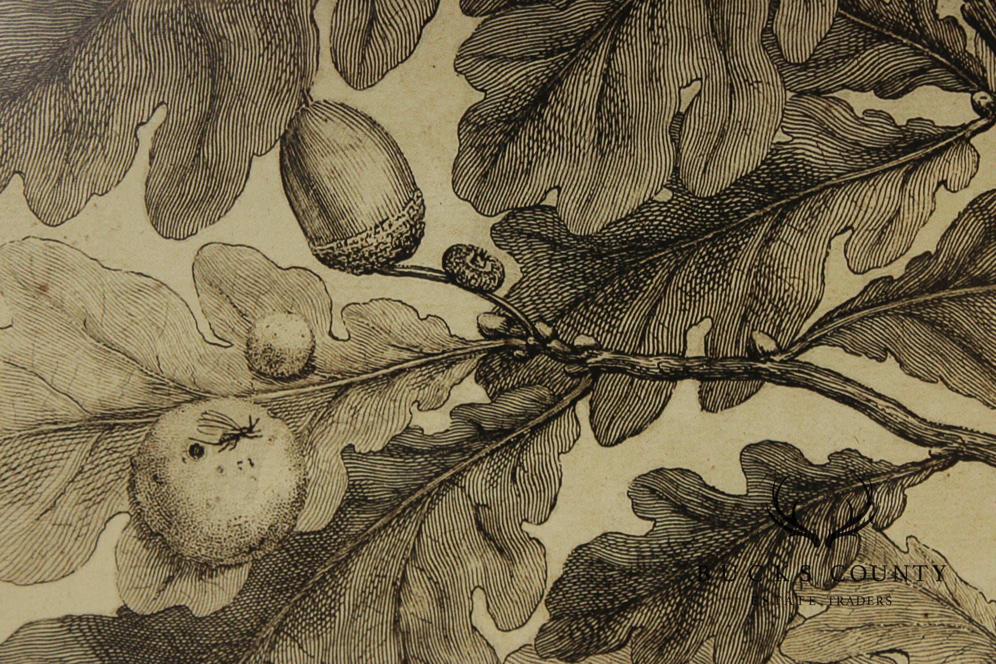 Pair of Botanical Prints, 'The Chestnut Tree' and 'The Oak Tree'