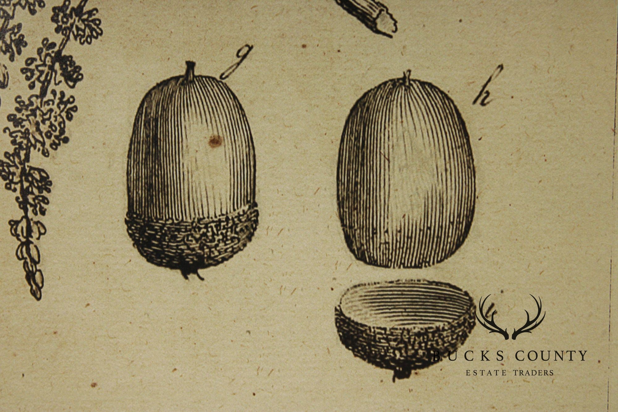 Pair of Botanical Prints, 'The Chestnut Tree' and 'The Oak Tree'