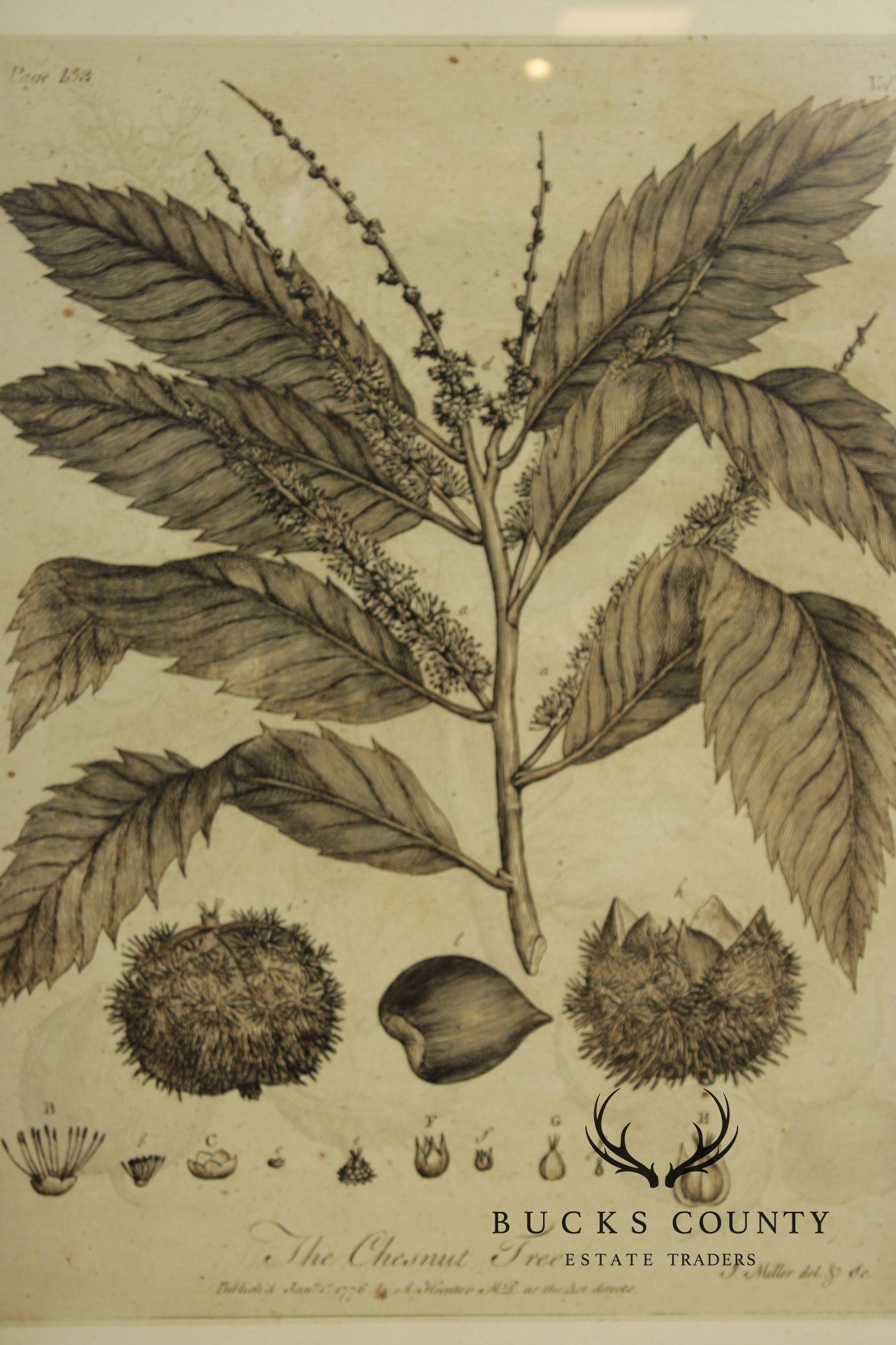 Pair of Botanical Prints, 'The Chestnut Tree' and 'The Oak Tree'