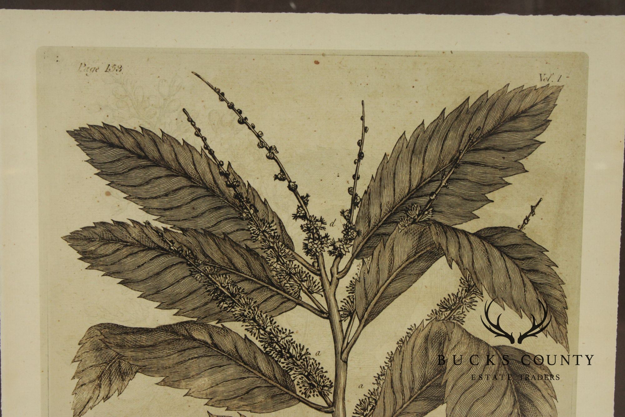 Pair of Botanical Prints, 'The Chestnut Tree' and 'The Oak Tree'