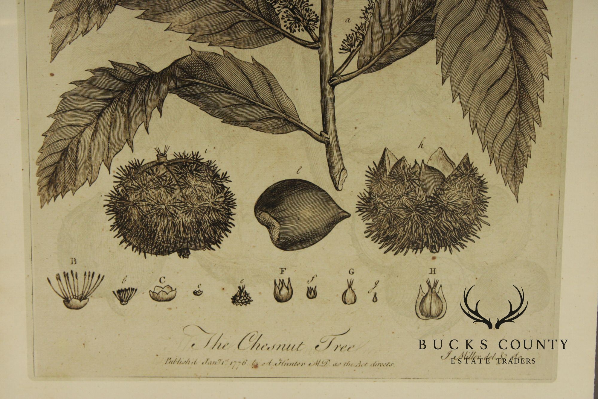 Pair of Botanical Prints, 'The Chestnut Tree' and 'The Oak Tree'
