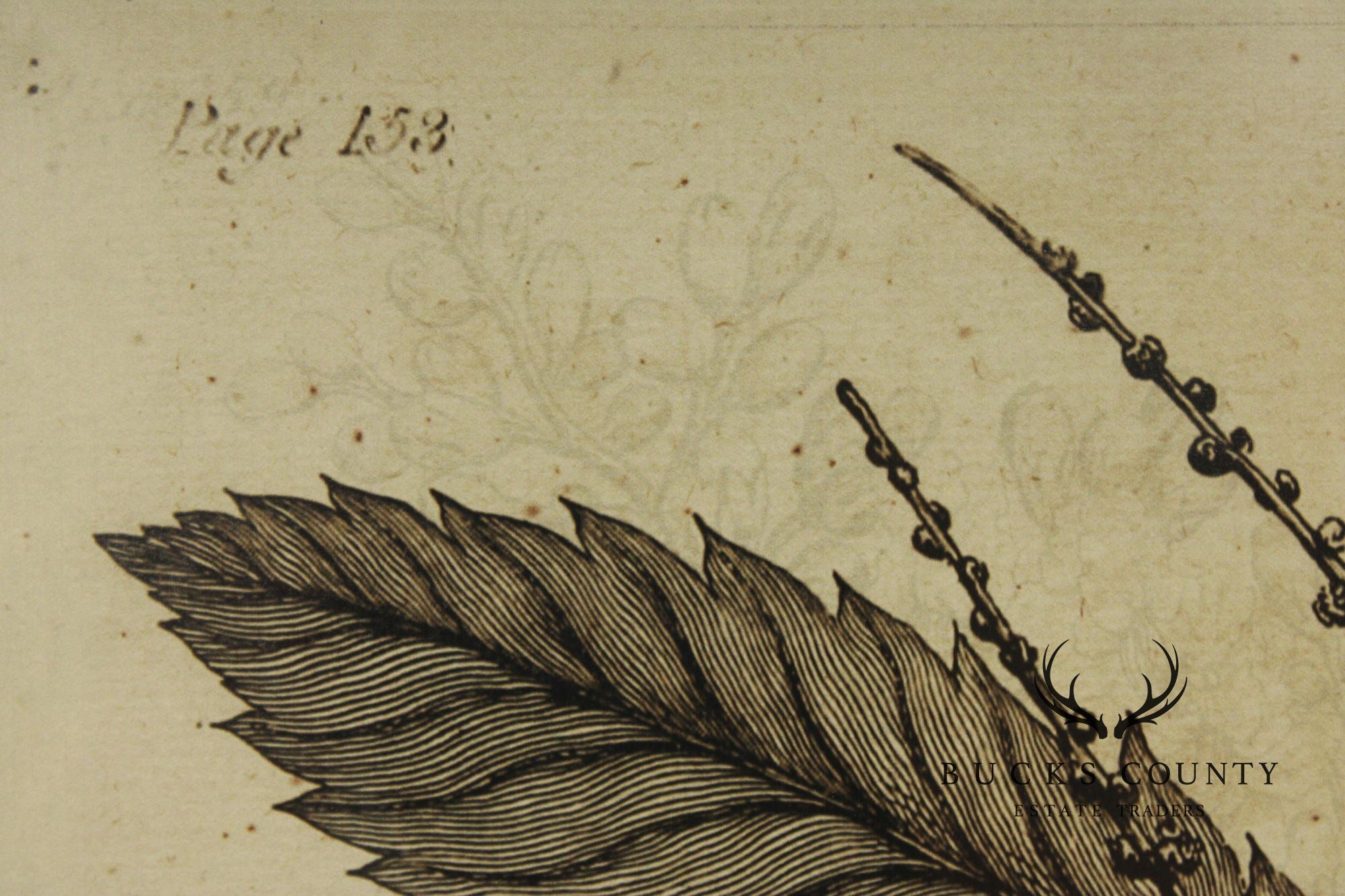 Pair of Botanical Prints, 'The Chestnut Tree' and 'The Oak Tree'