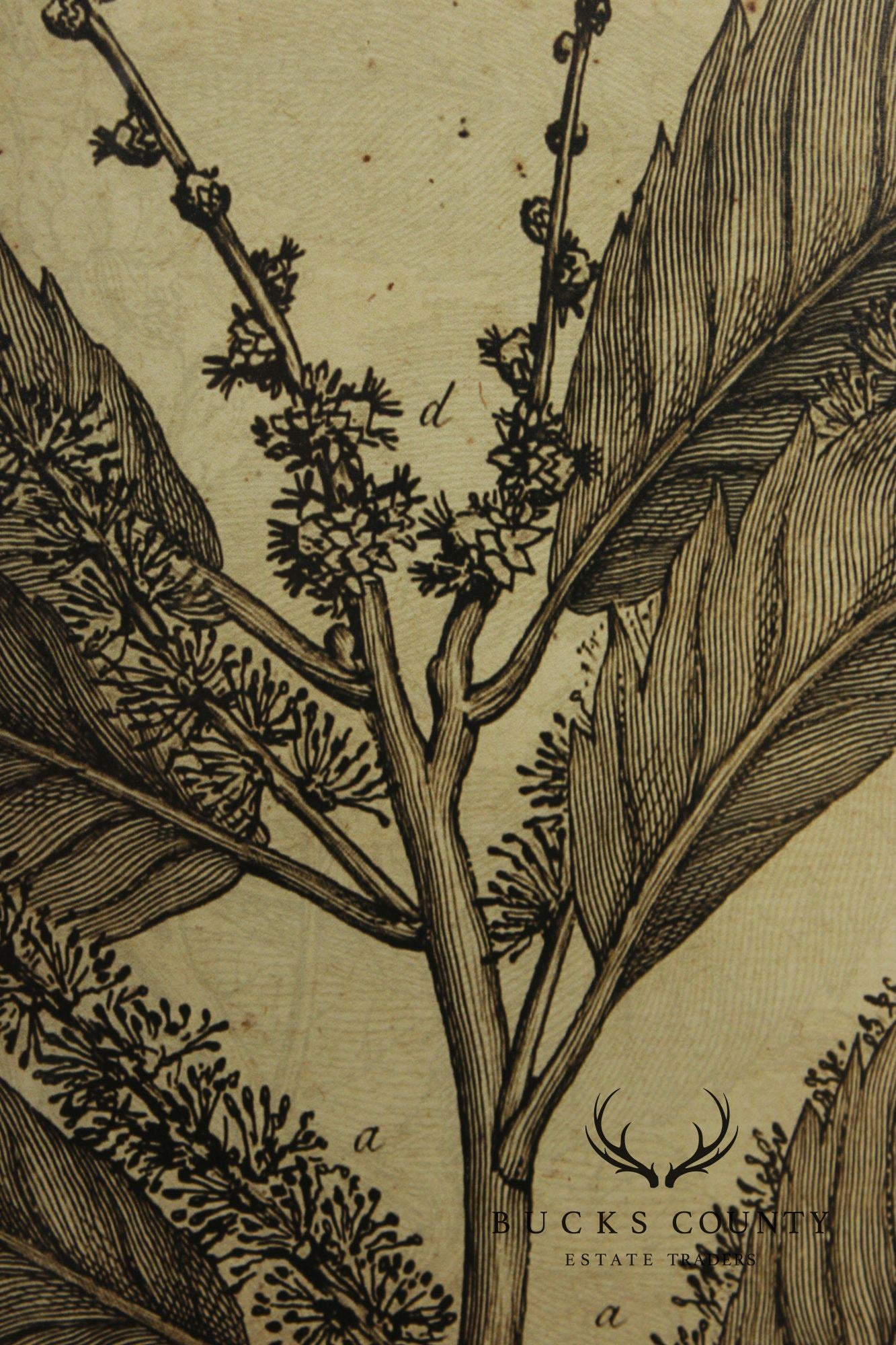 Pair of Botanical Prints, 'The Chestnut Tree' and 'The Oak Tree'