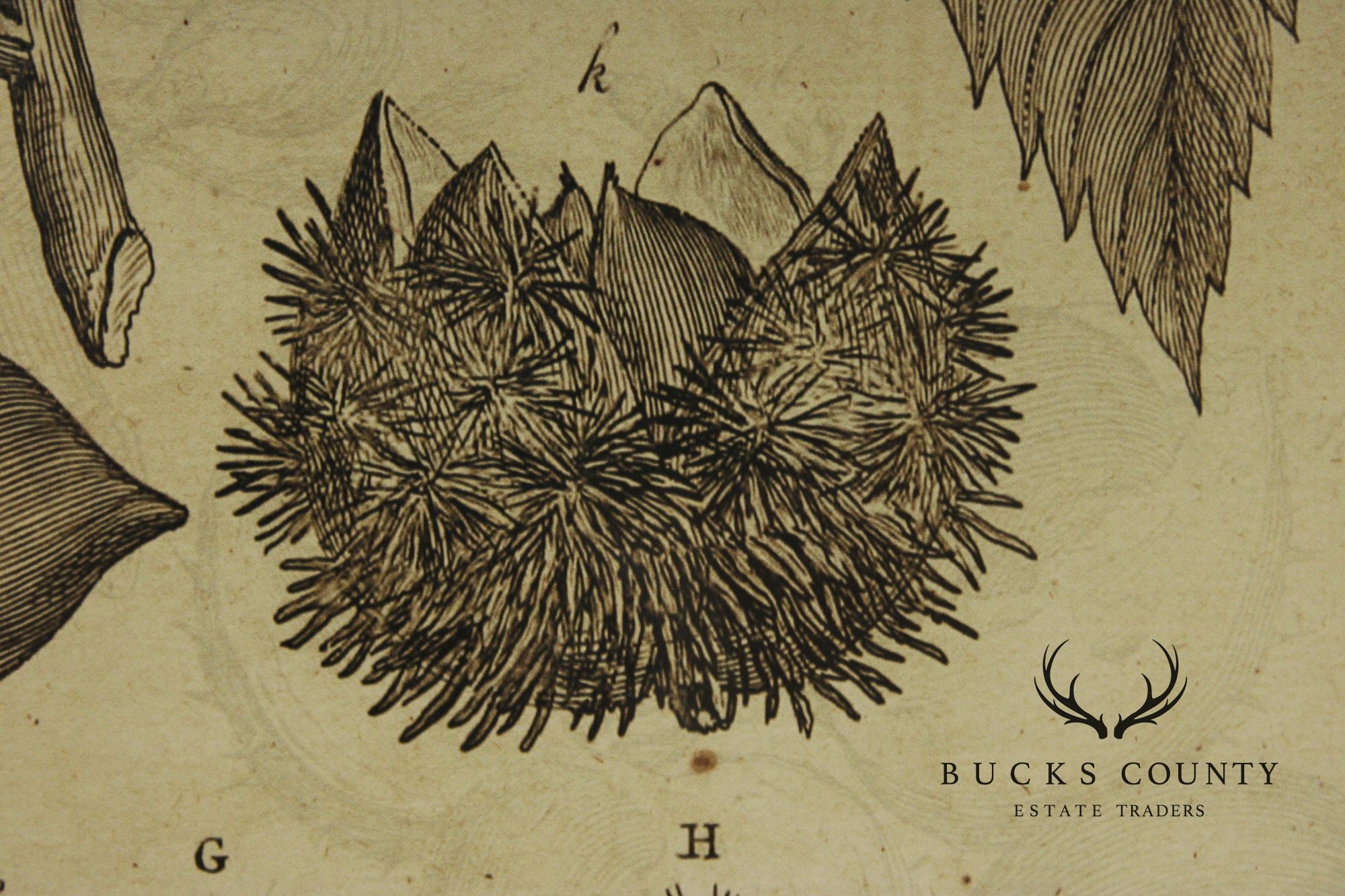 Pair of Botanical Prints, 'The Chestnut Tree' and 'The Oak Tree'