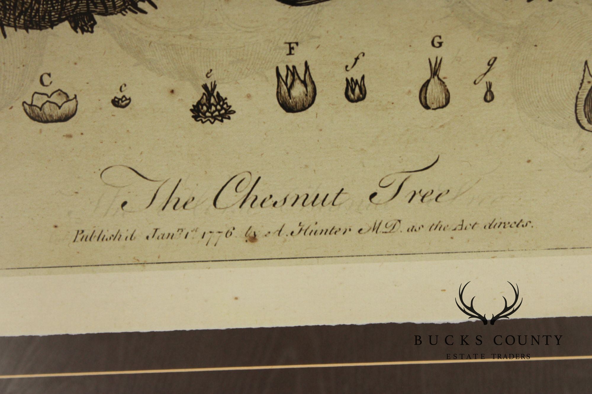 Pair of Botanical Prints, 'The Chestnut Tree' and 'The Oak Tree'
