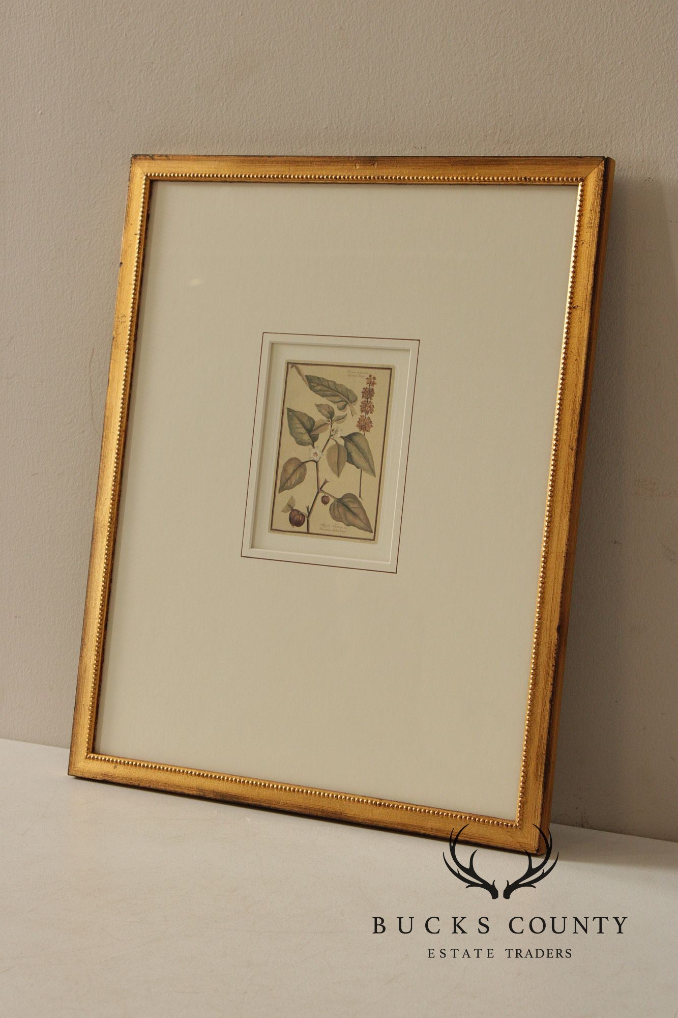 Set of Four Framed Decorative Botanical Prints