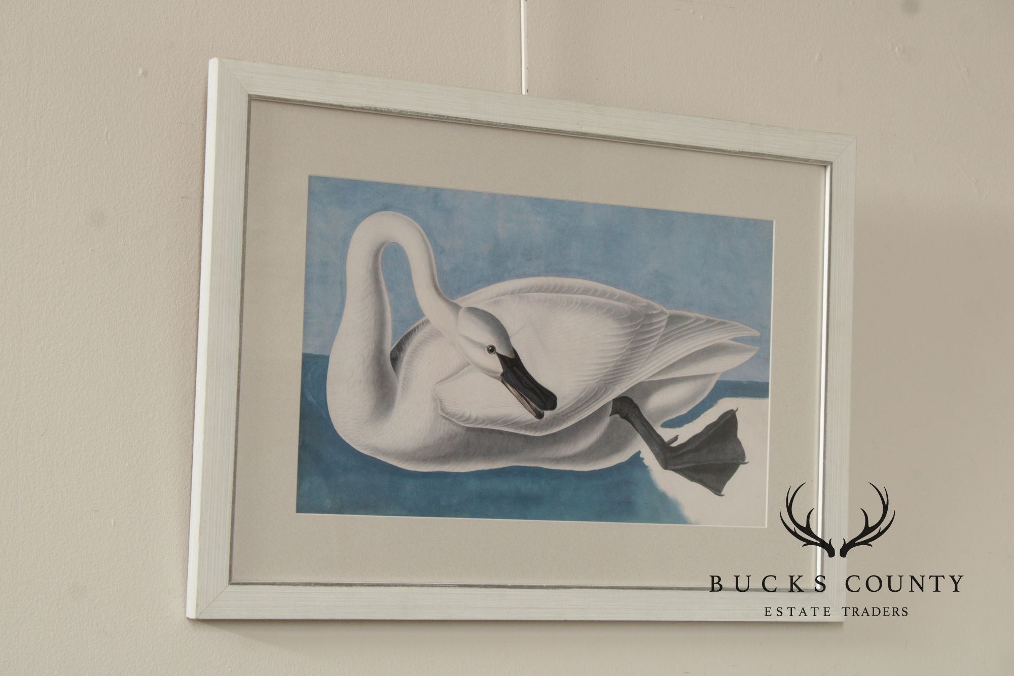 John James Audubon Ornithological Print, 'Trumpeter Swan'
