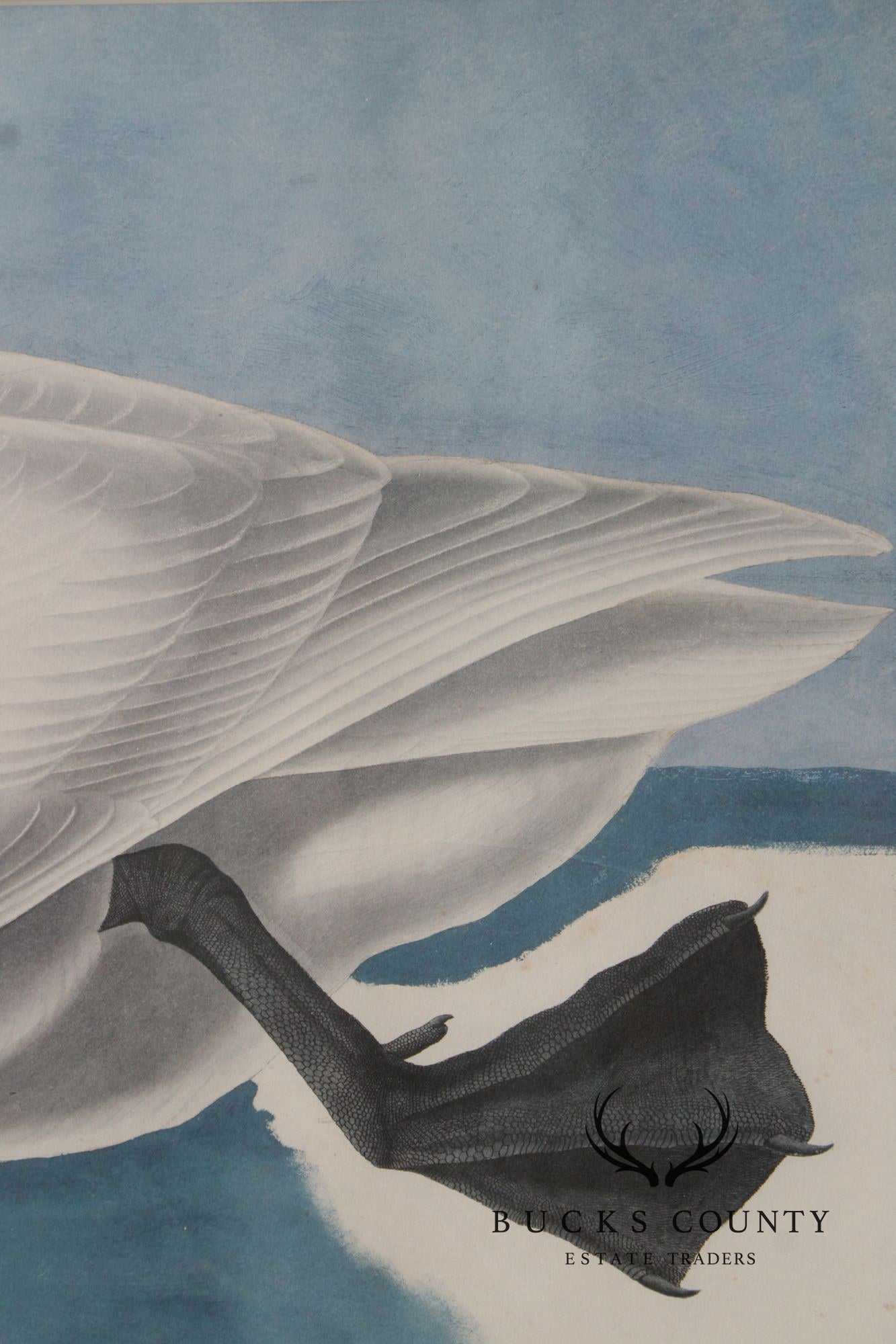 John James Audubon Ornithological Print, 'Trumpeter Swan'