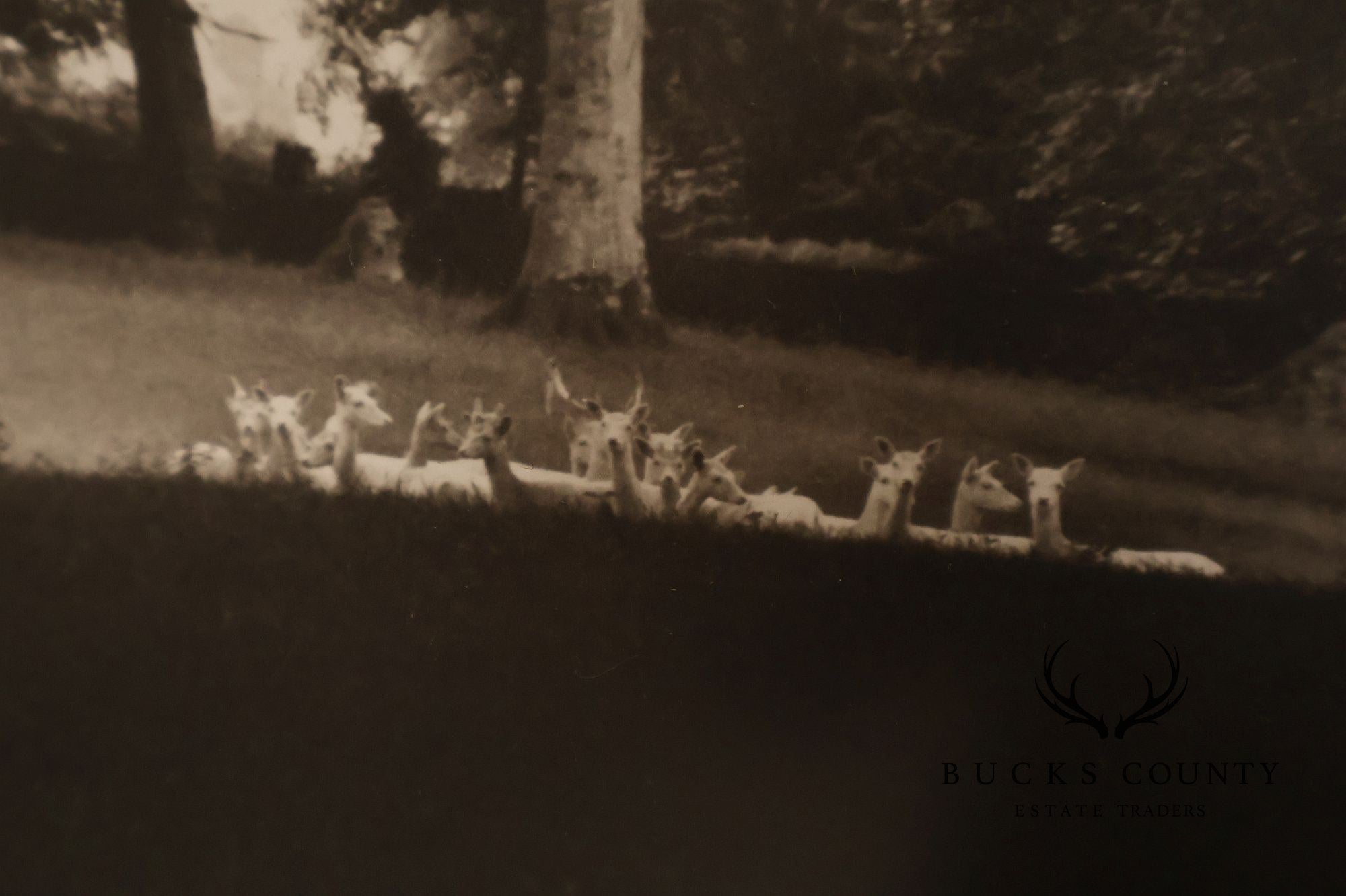 Paul Caponigro Original Print, 'Standing White Deer, County Wicklow, Ireland'