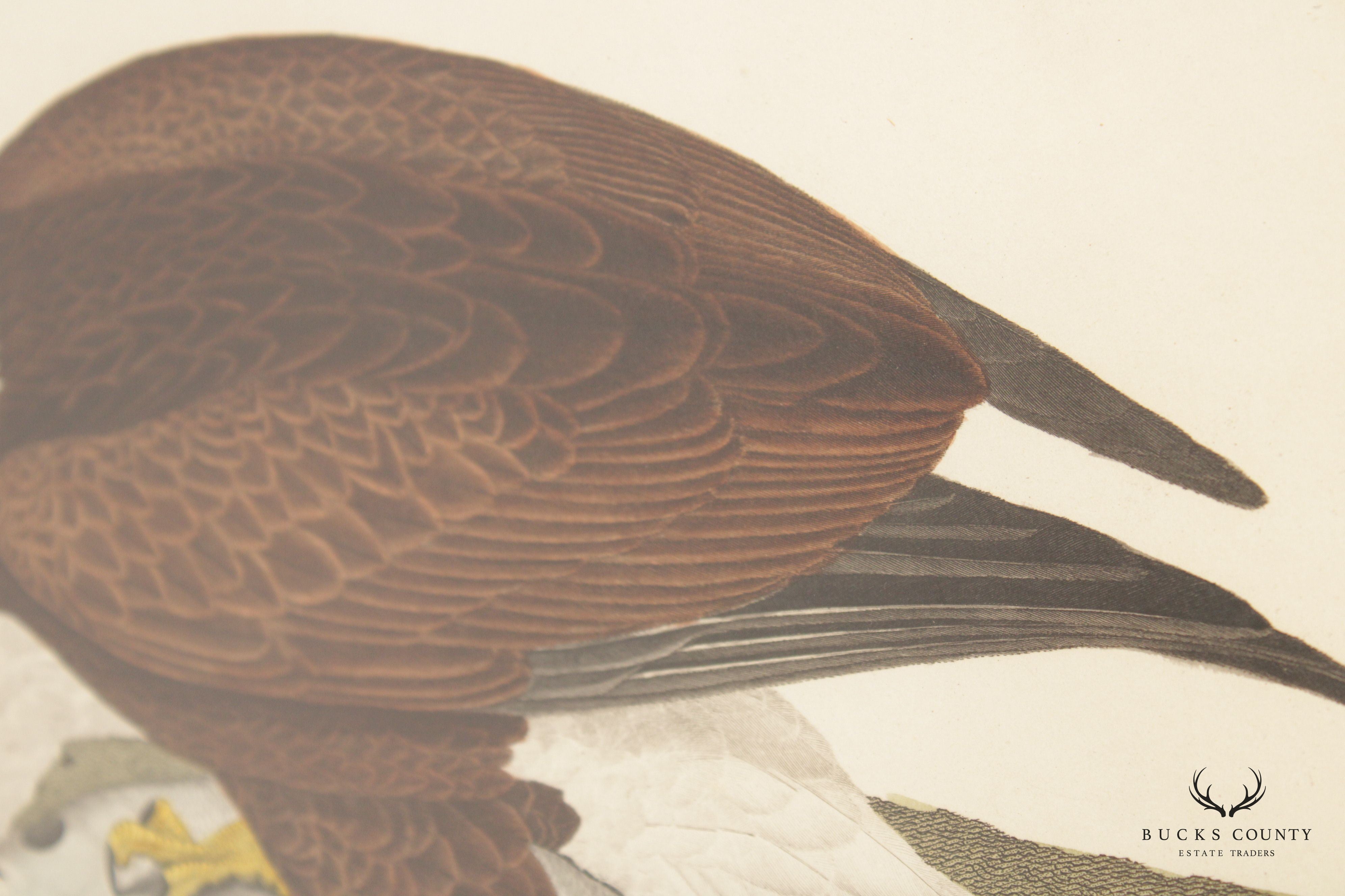 Alexander Lawson 'White-Headed Eagle' Hand Colored Engraving