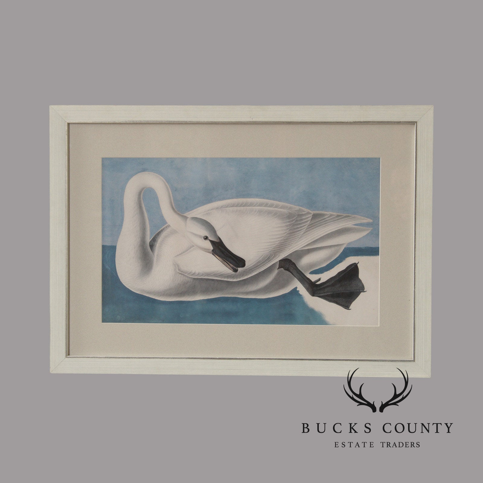 John James Audubon Ornithological Print, 'Trumpeter Swan'
