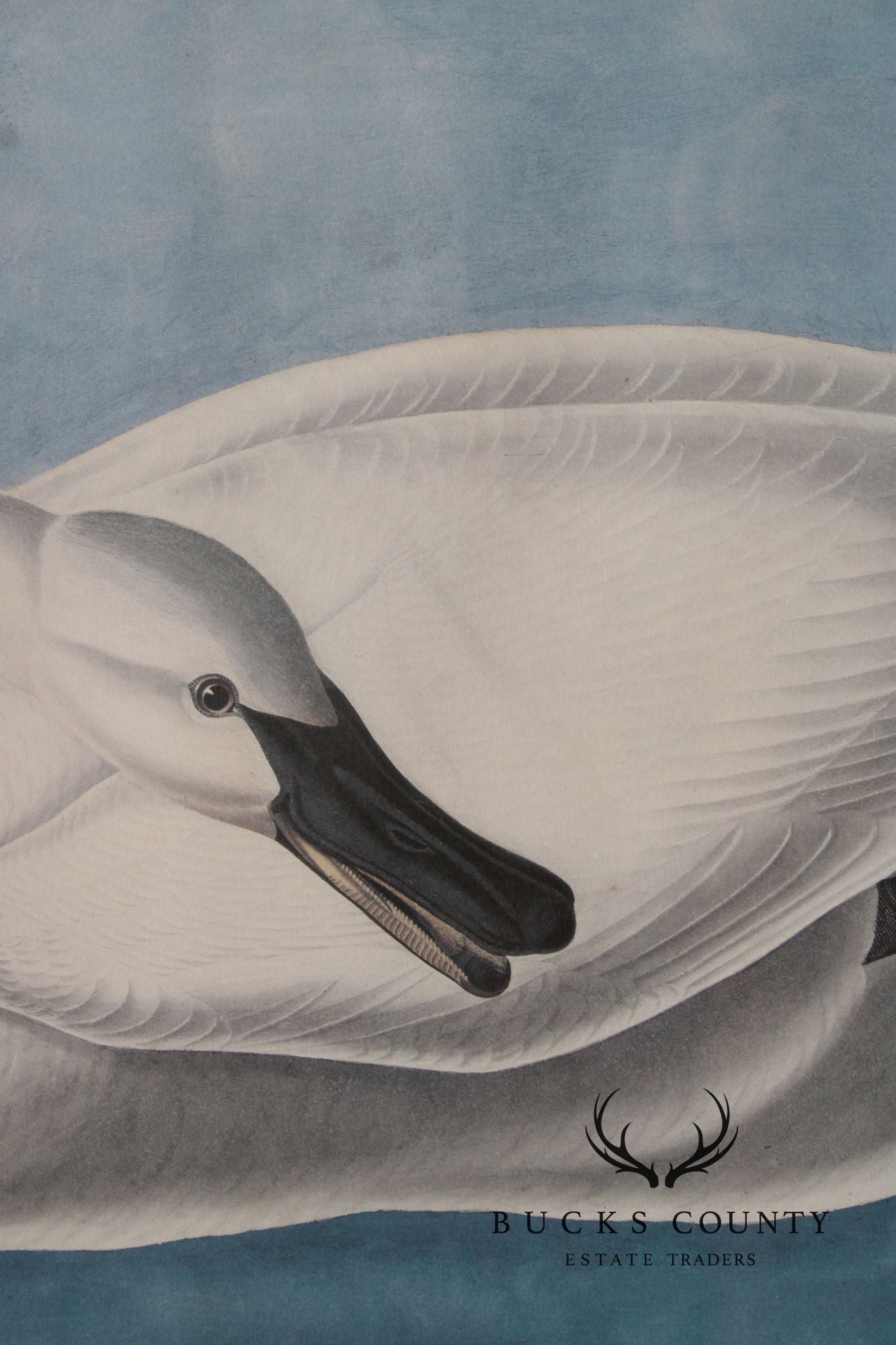 John James Audubon Ornithological Print, 'Trumpeter Swan'