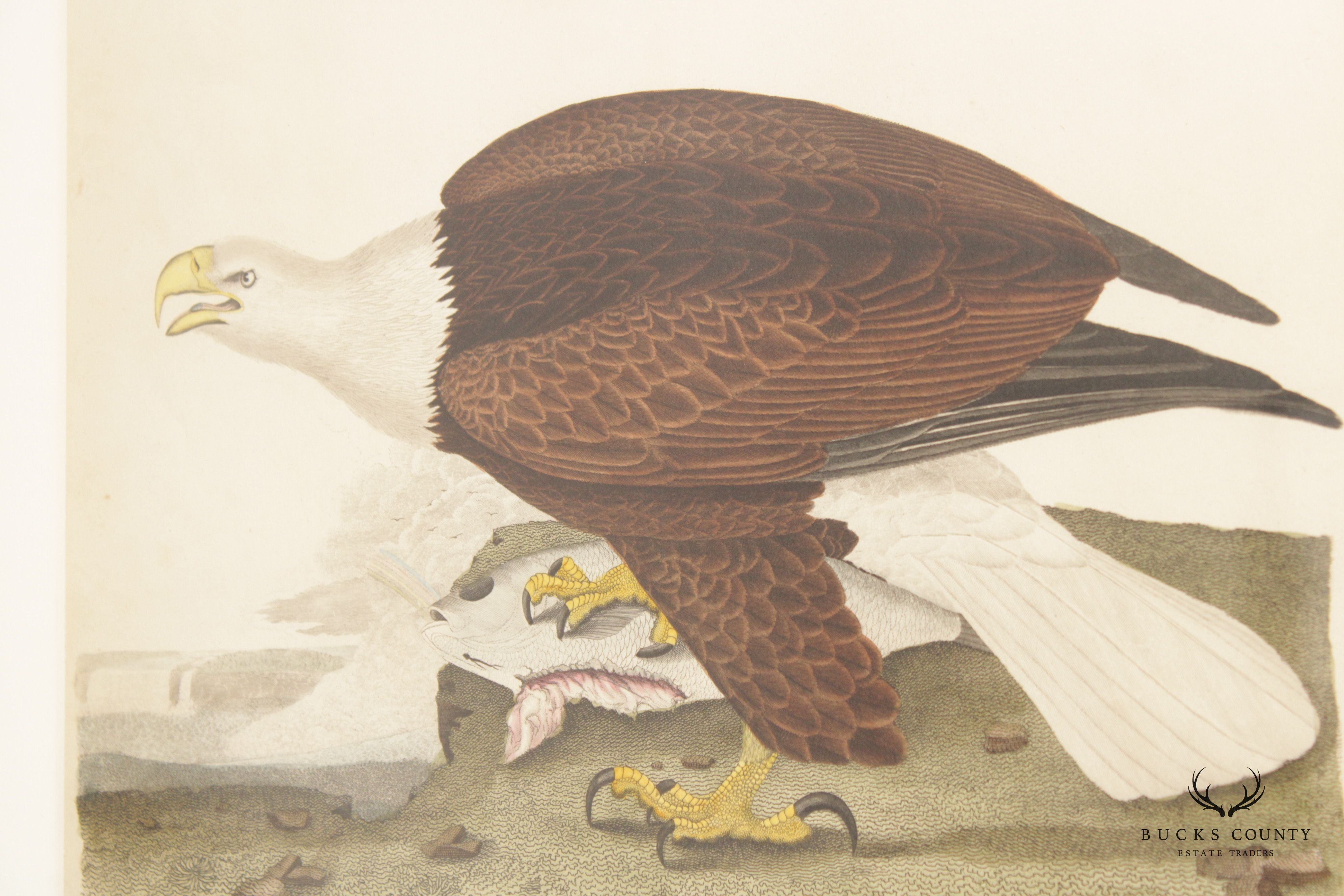 Alexander Lawson 'White-Headed Eagle' Hand Colored Engraving