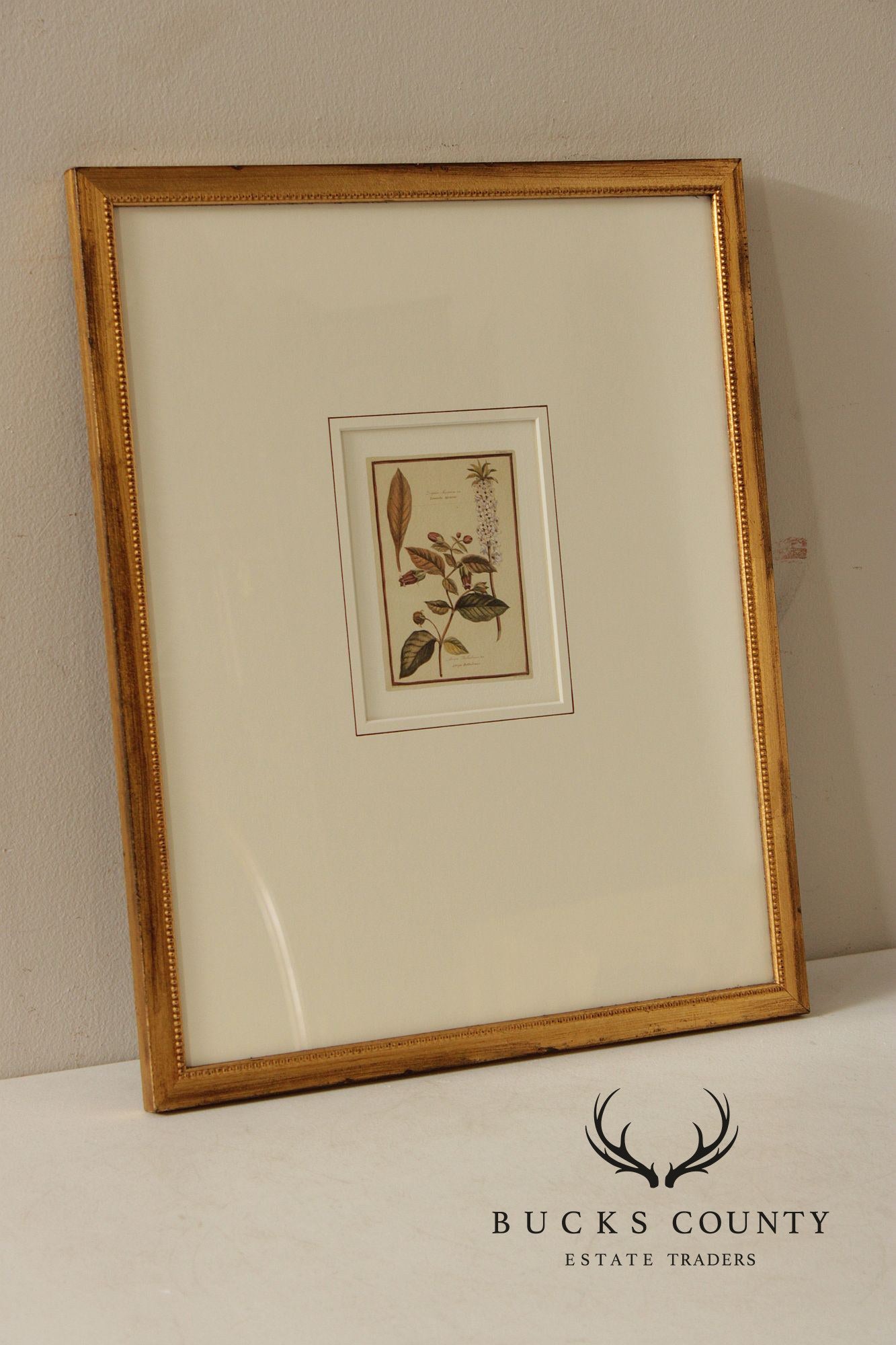 Set of Four Framed Decorative Botanical Prints