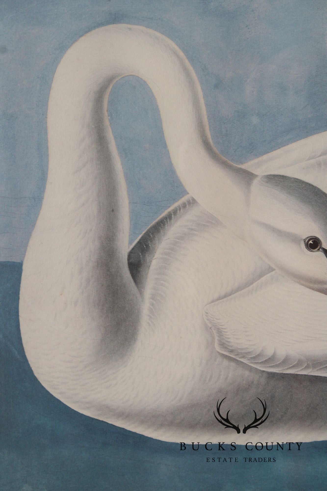 John James Audubon Ornithological Print, 'Trumpeter Swan'