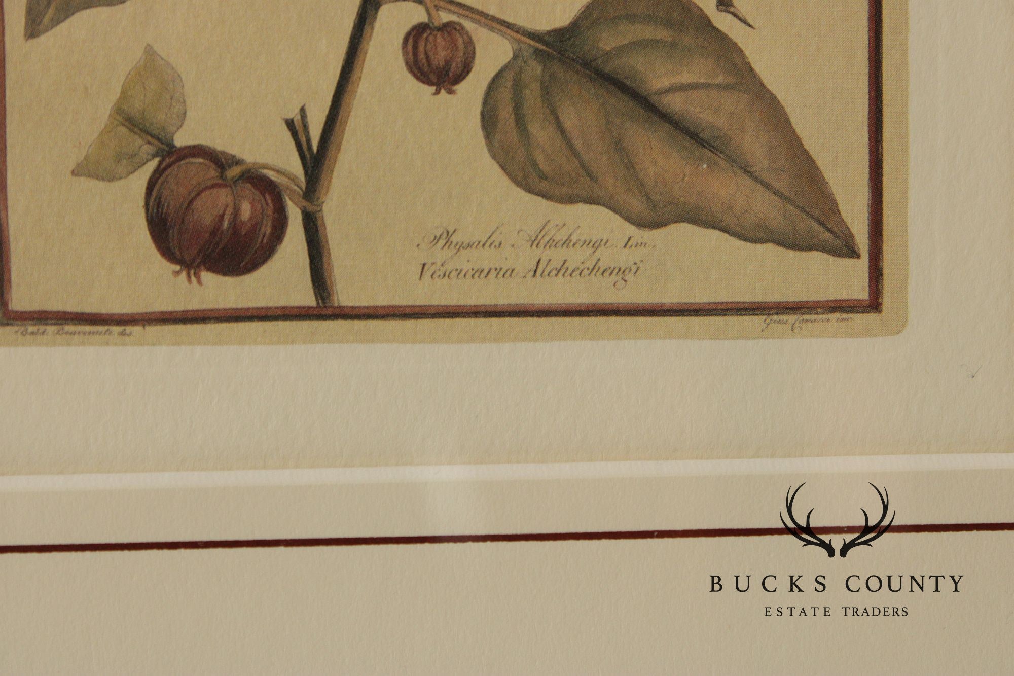 Set of Four Framed Decorative Botanical Prints