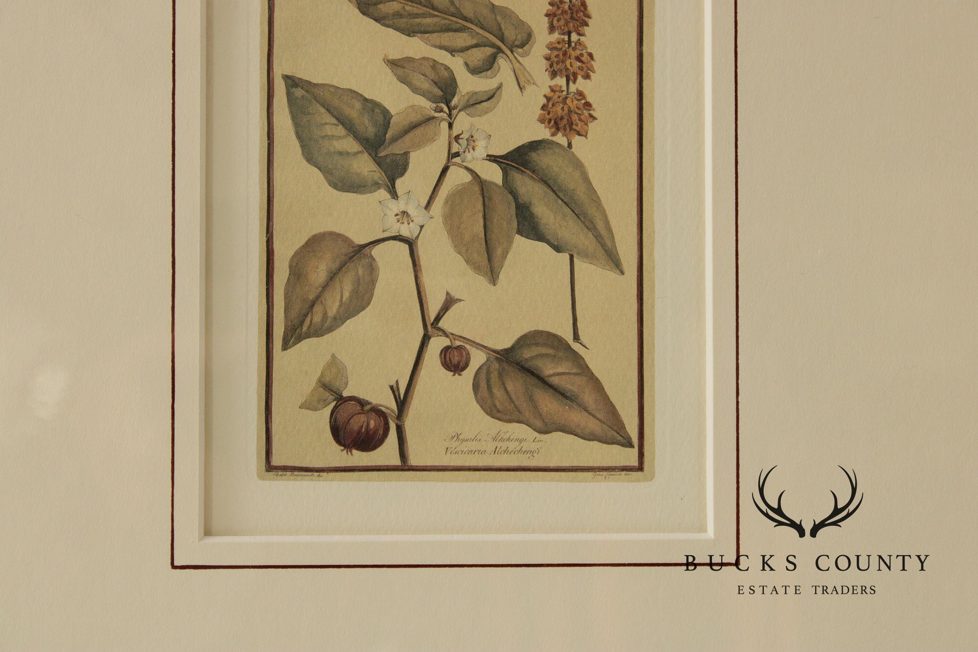 Set of Four Framed Decorative Botanical Prints