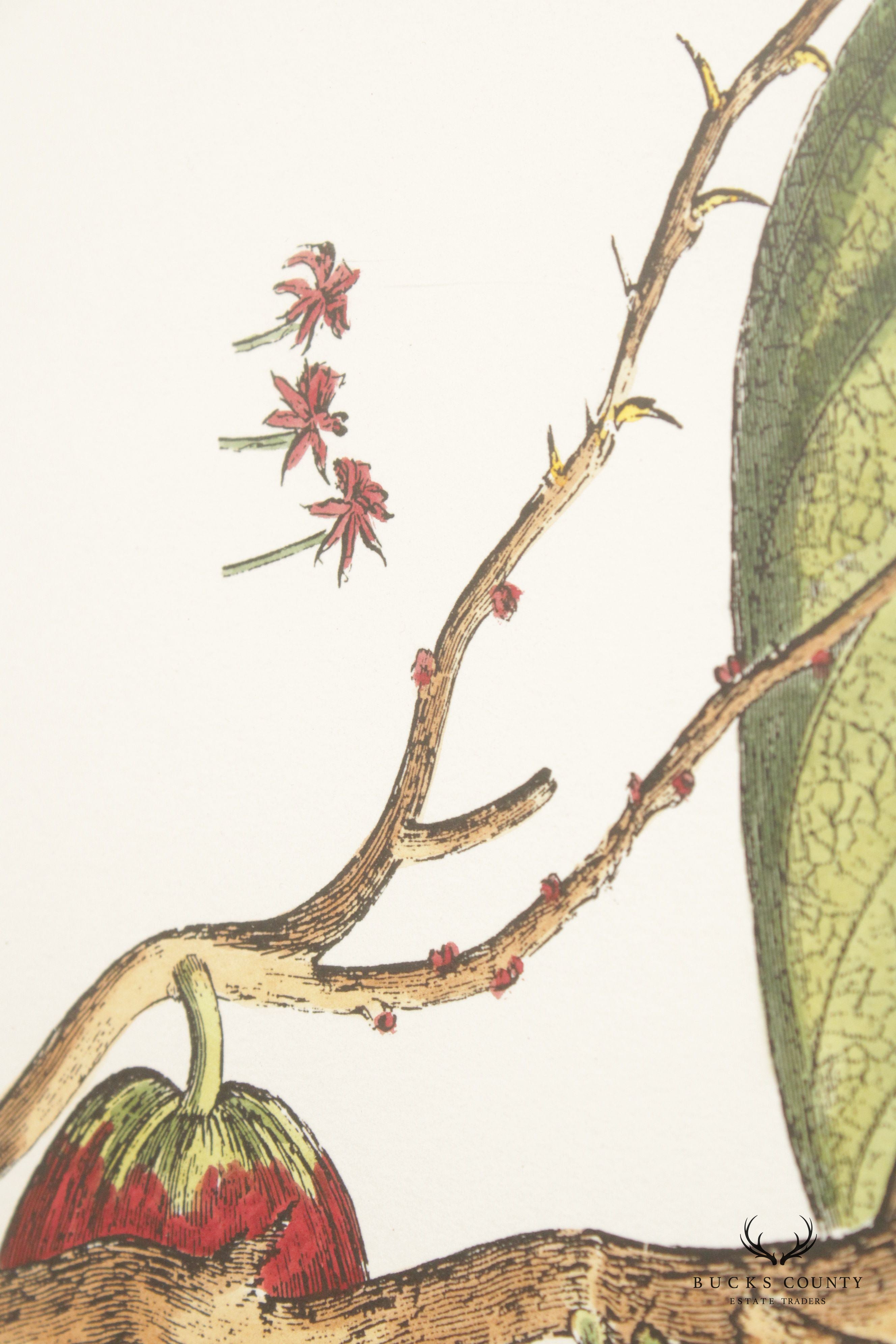 John Richard 'The Cacao Tree' Botanical Print, Custom Framed