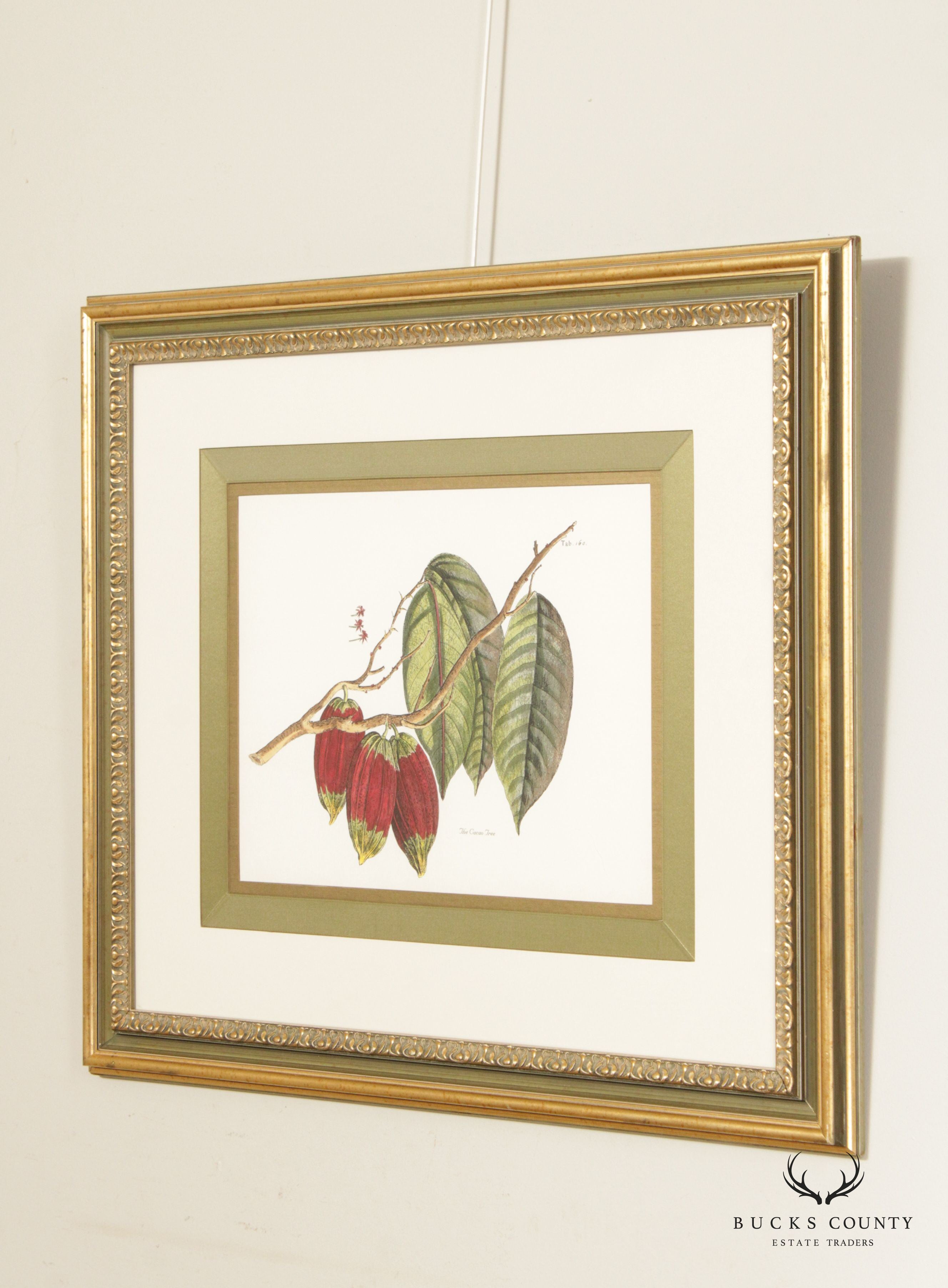 John Richard 'The Cacao Tree' Botanical Print, Custom Framed