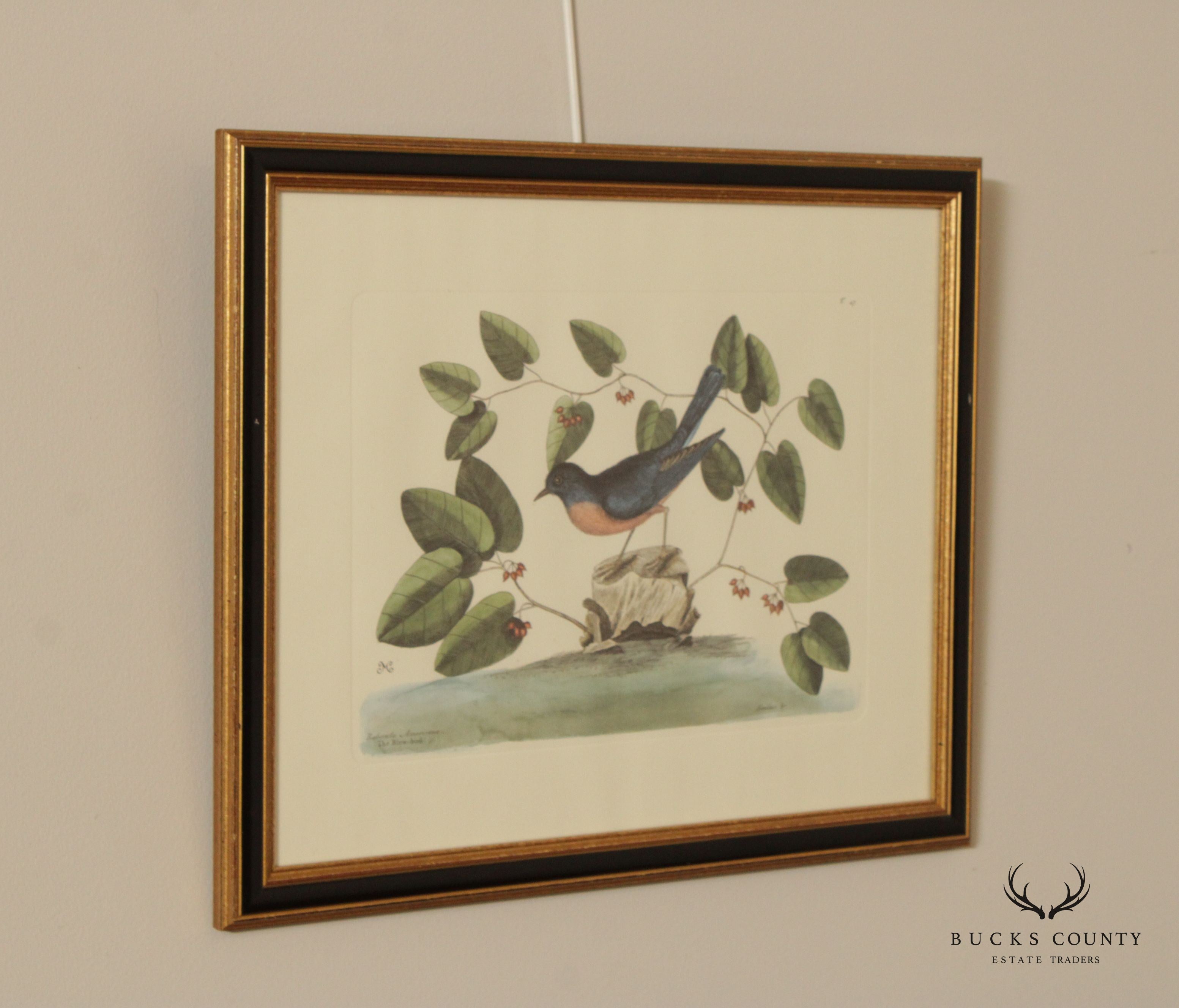 Vintage 'Rubecula Americana The American Blew-Bird' Engraving after Mark Catesby