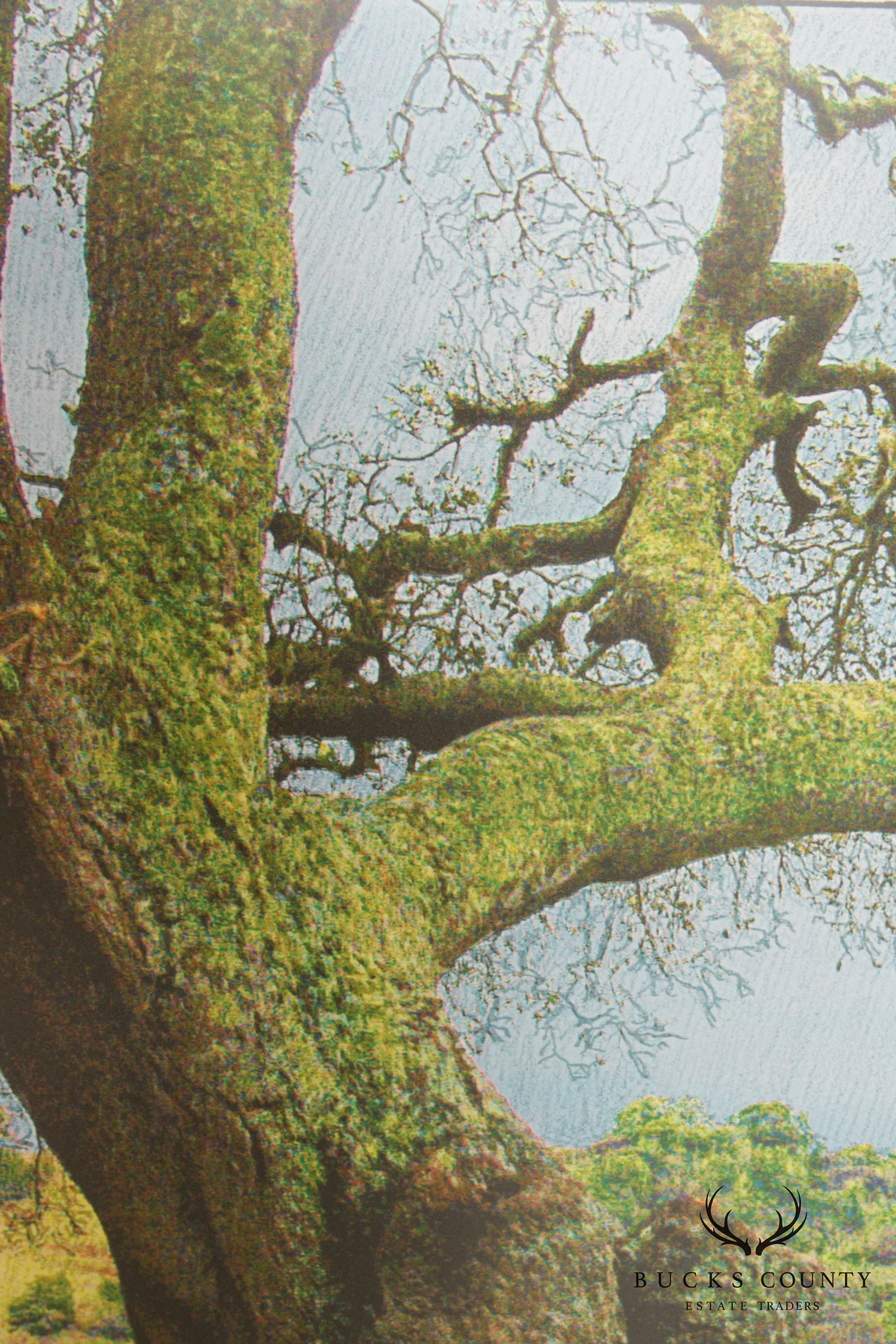 Michael Verlangieri 'Old Oak Valley' Giclee Print