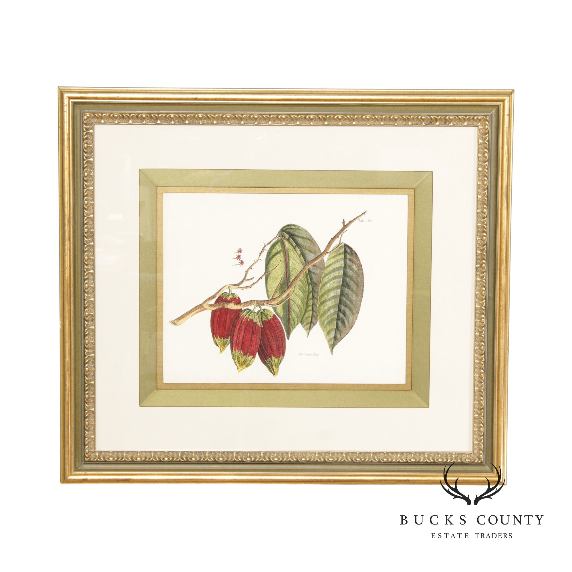 John Richard 'The Cacao Tree' Botanical Print, Custom Framed