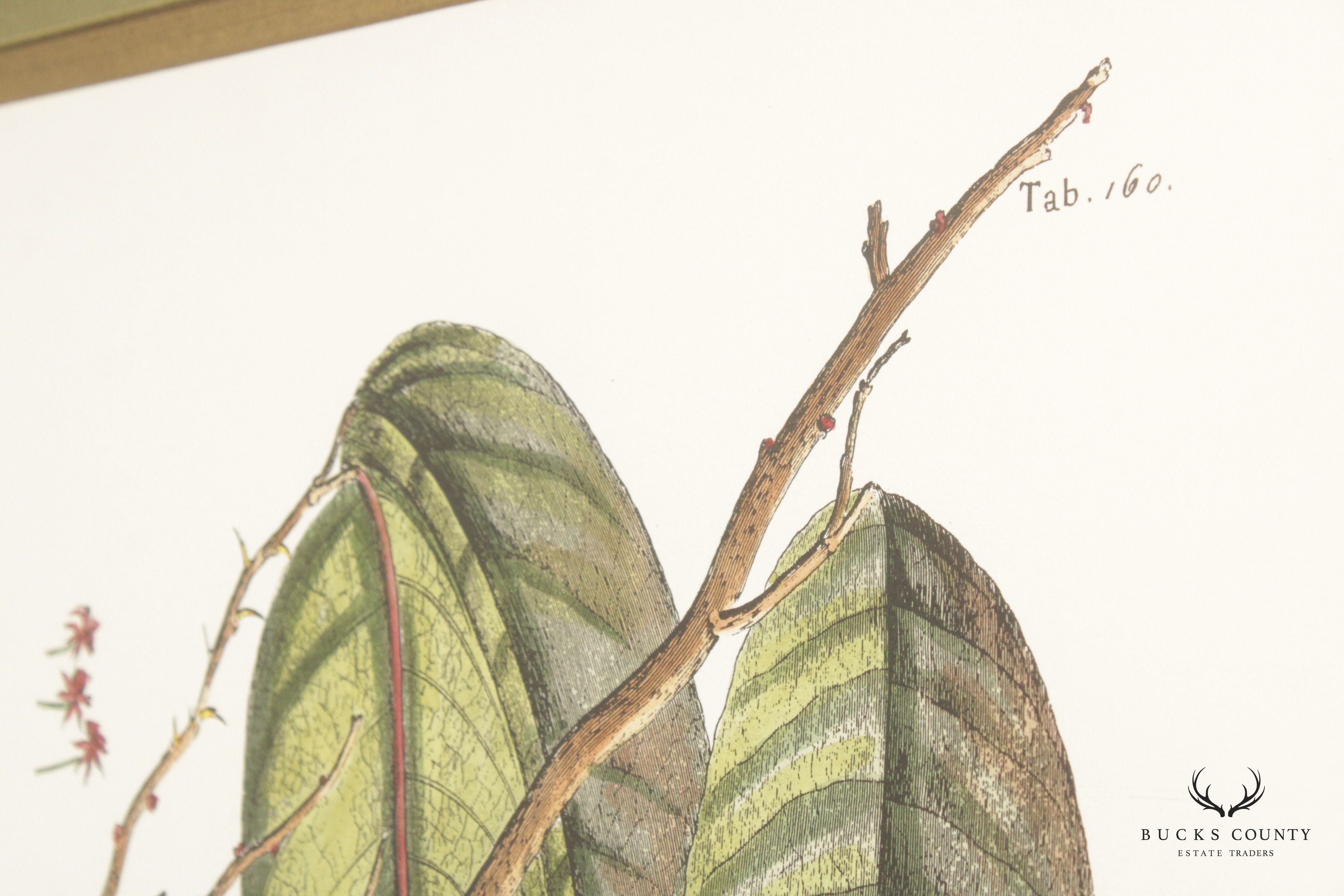 John Richard 'The Cacao Tree' Botanical Print, Custom Framed