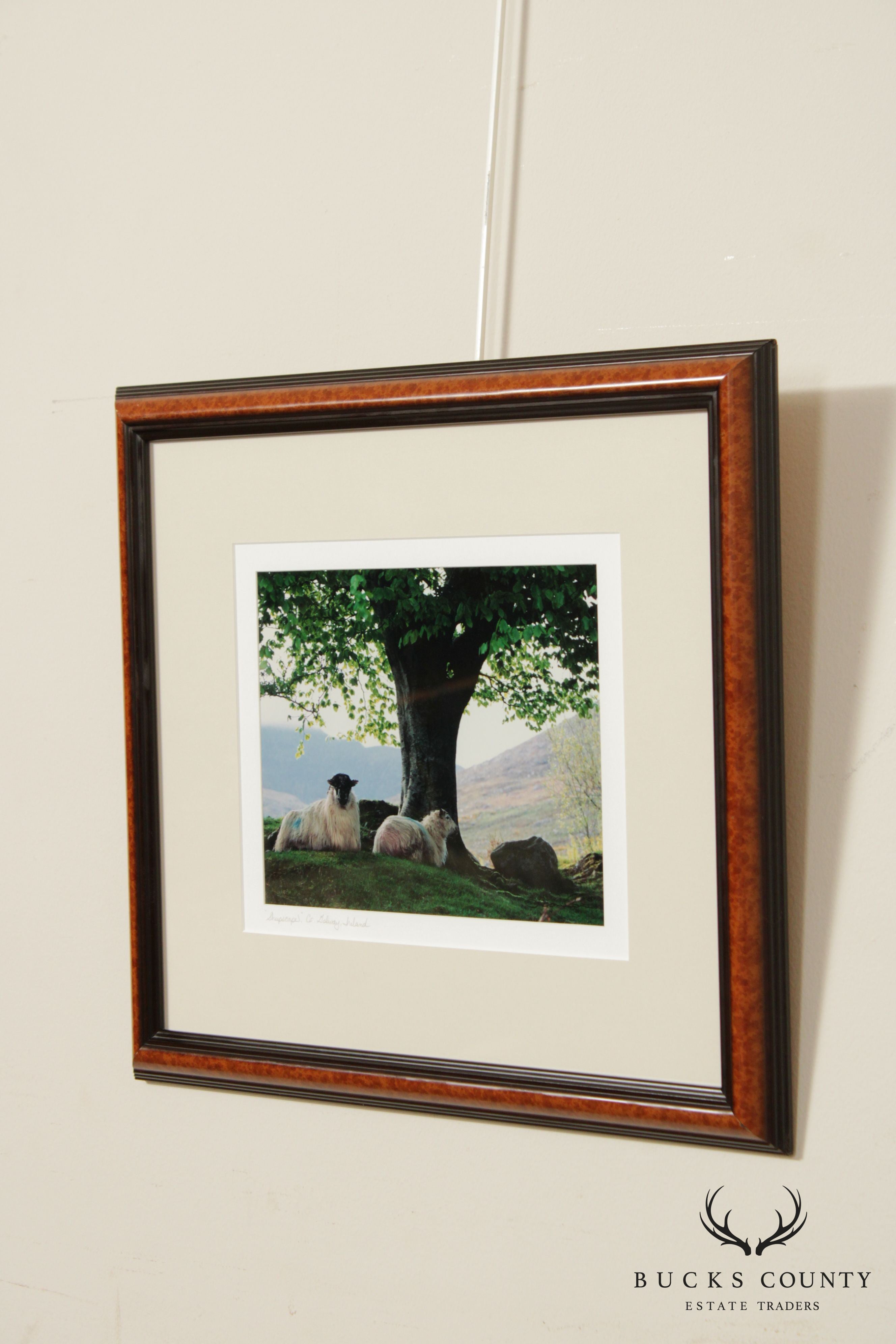 Ireland 'Sheepscape' Landscape Photograph by John and Debra Scanlan