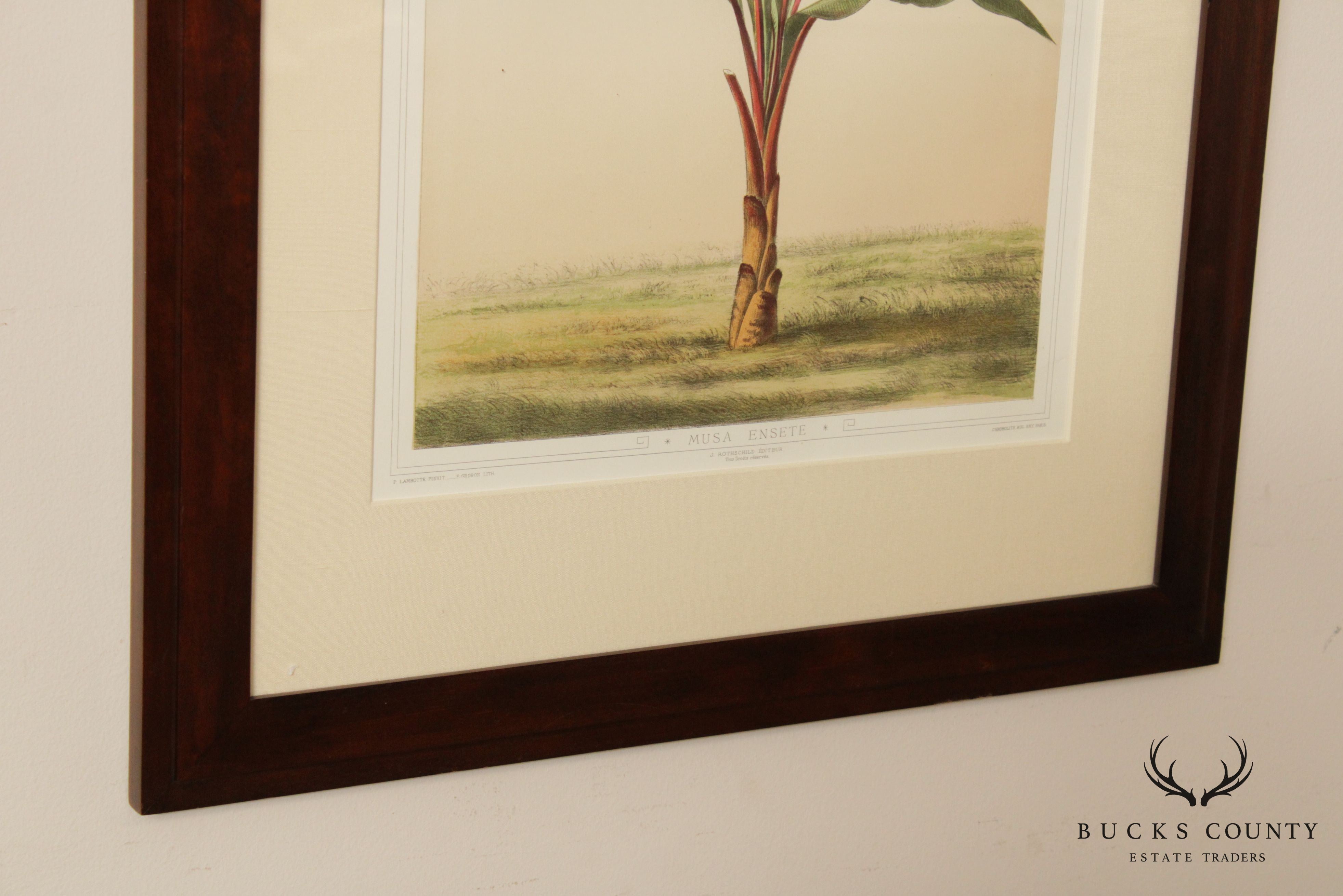 Le Promenades de Paris 'Musa Ensete' Lithograph after Francois Frederic Grobon