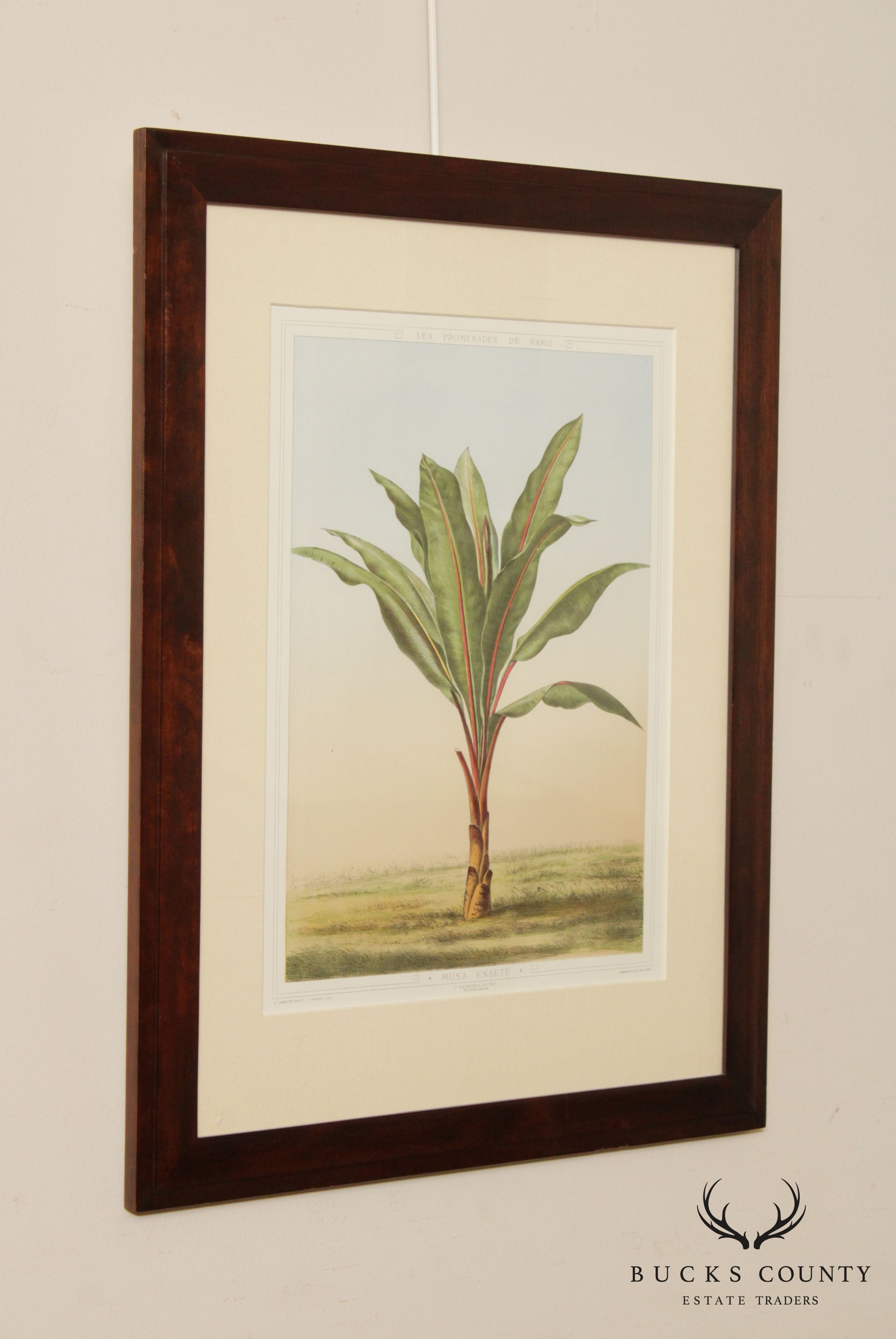 Le Promenades de Paris 'Musa Ensete' Lithograph after Francois Frederic Grobon