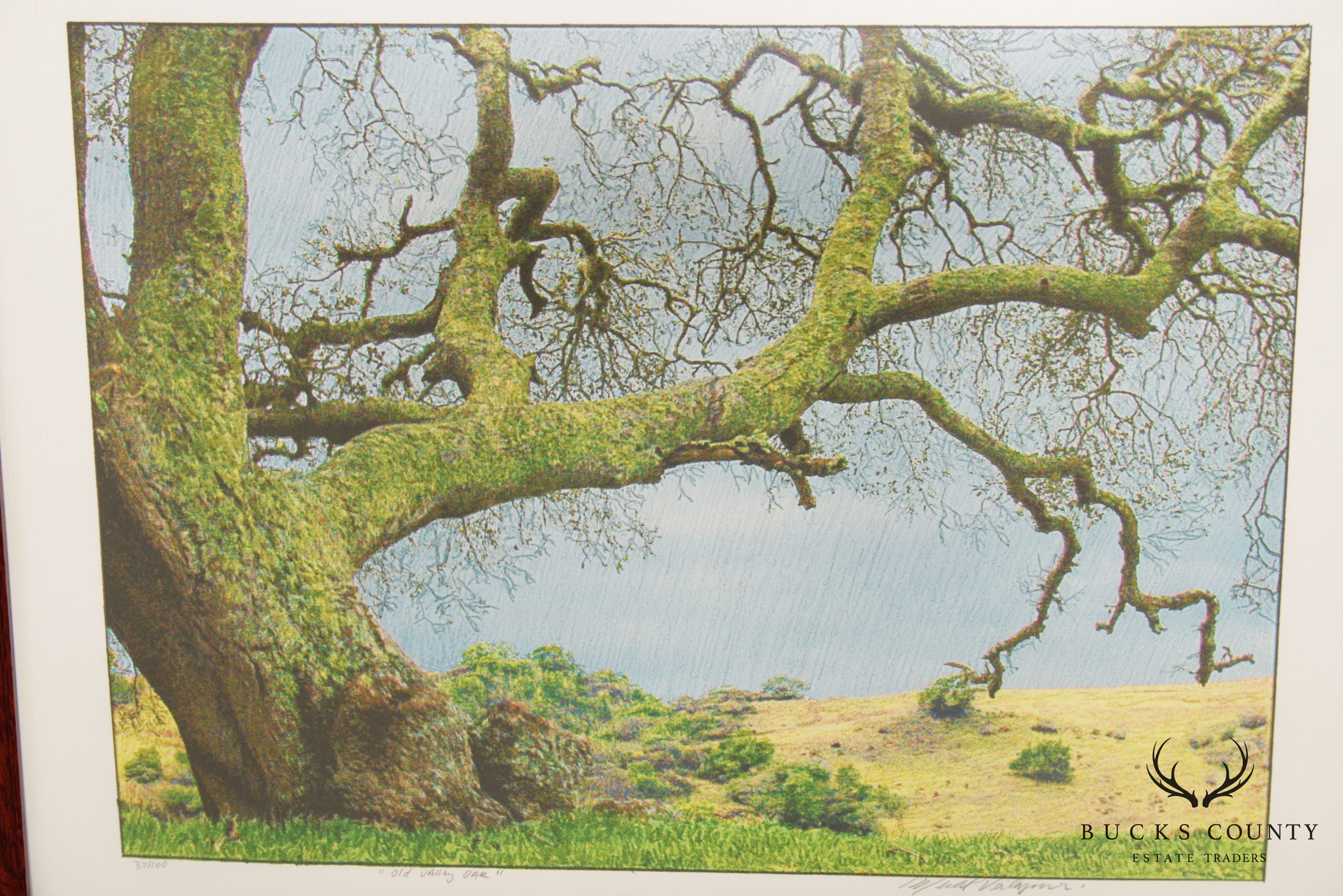 Michael Verlangieri 'Old Oak Valley' Giclee Print
