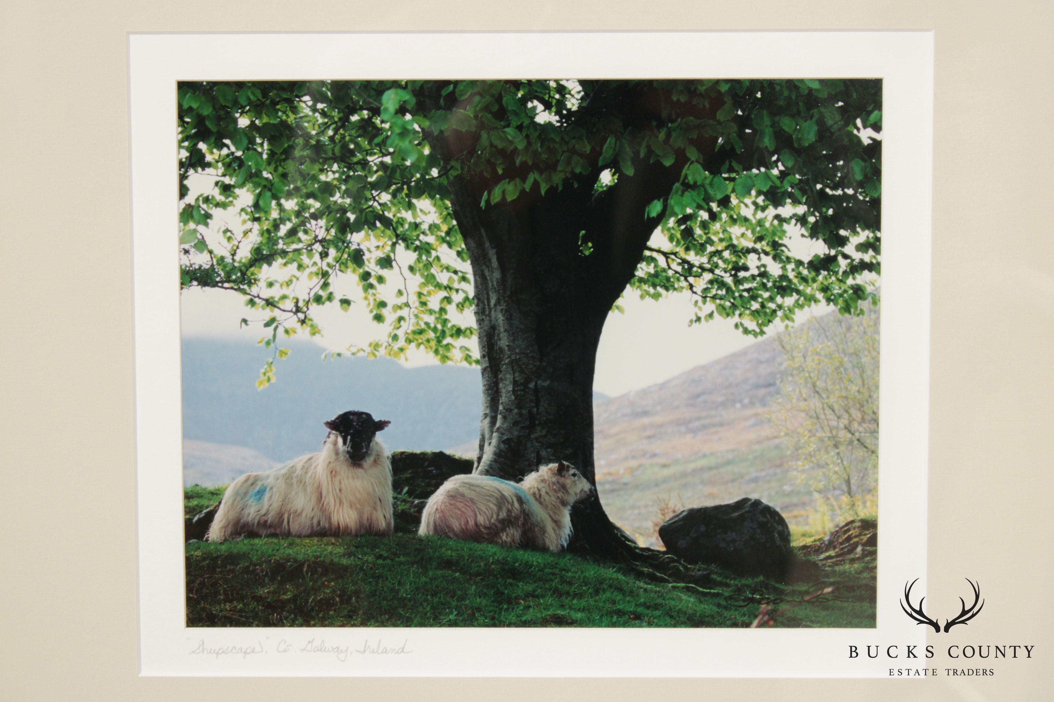 Ireland 'Sheepscape' Landscape Photograph by John and Debra Scanlan
