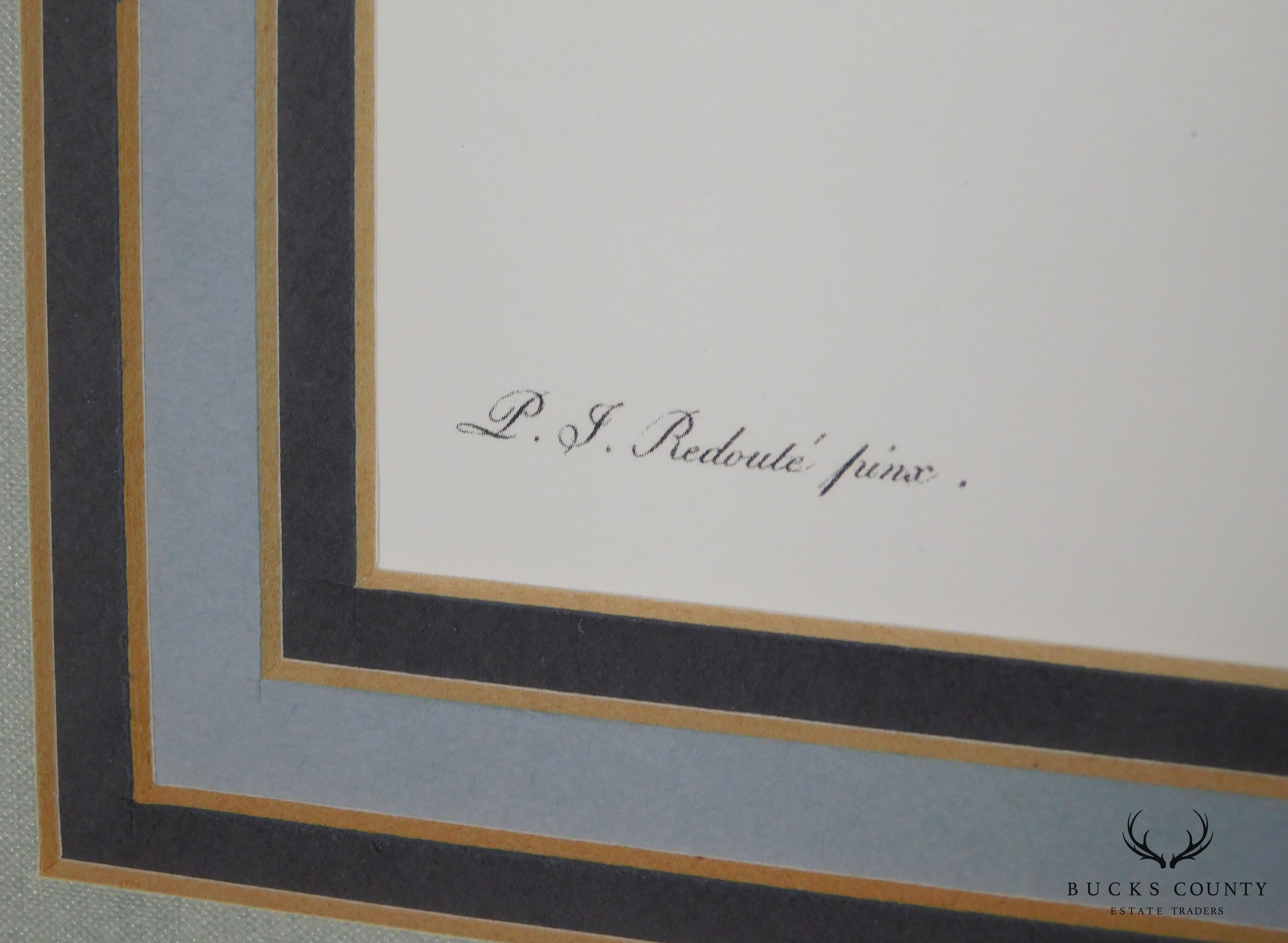 Redouté "iris Fimbriata Iris Frangée" Art Print on Paper Framed