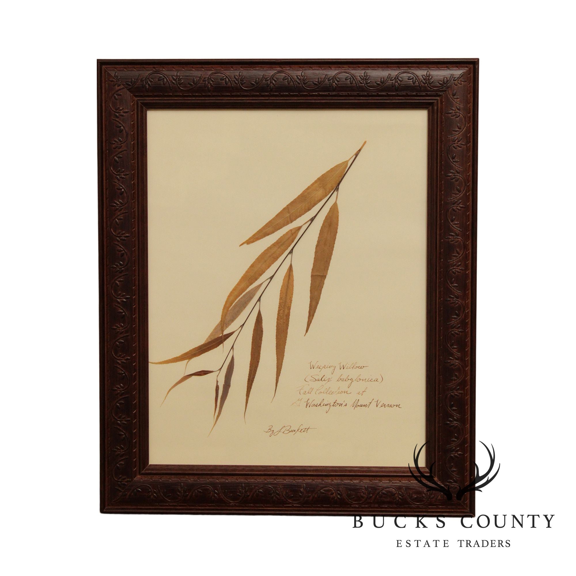Vintage Pressed Botanical Weeping Willow From Mount Vernon