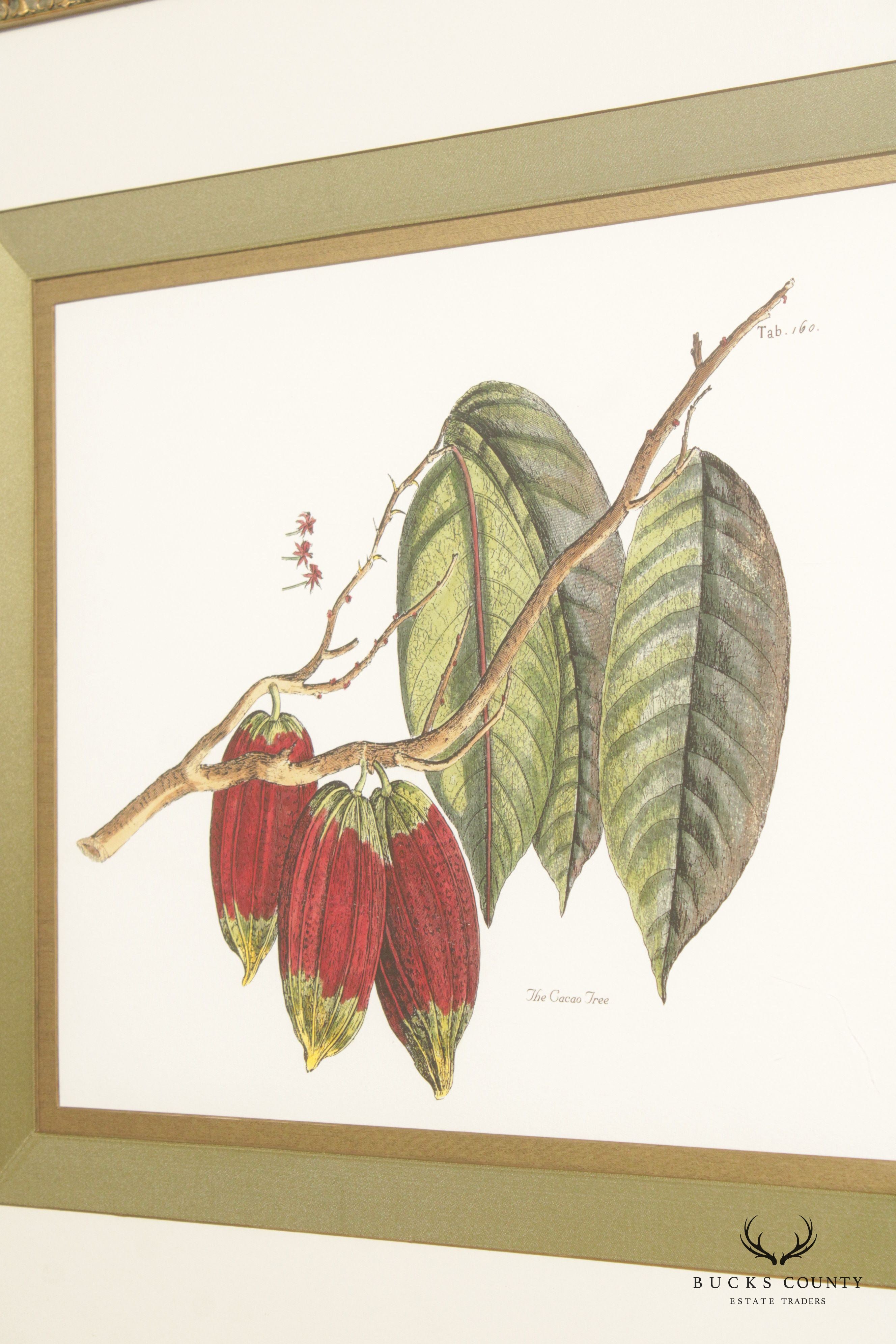 John Richard 'The Cacao Tree' Botanical Print, Custom Framed