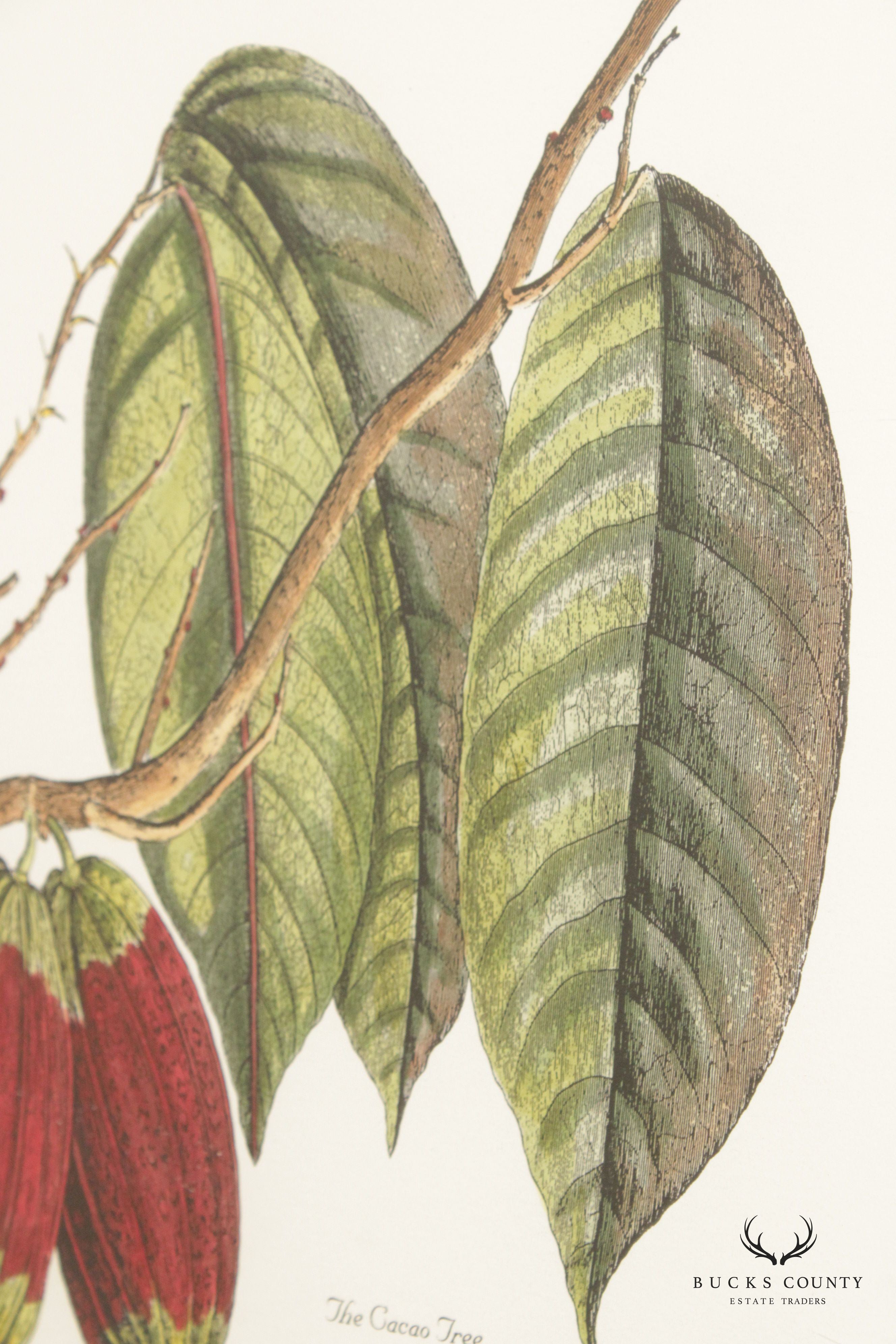 John Richard 'The Cacao Tree' Botanical Print, Custom Framed