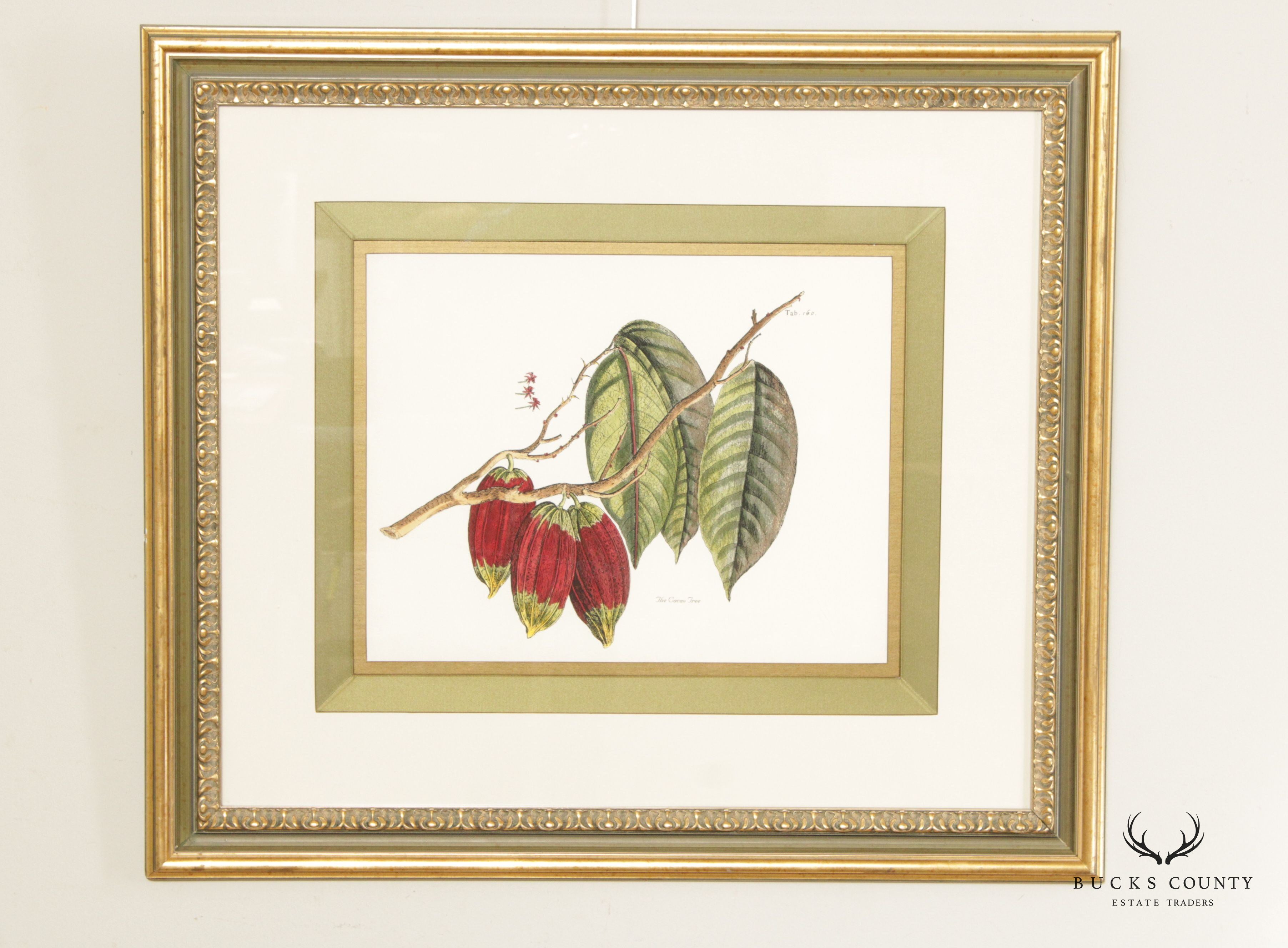 John Richard 'The Cacao Tree' Botanical Print, Custom Framed